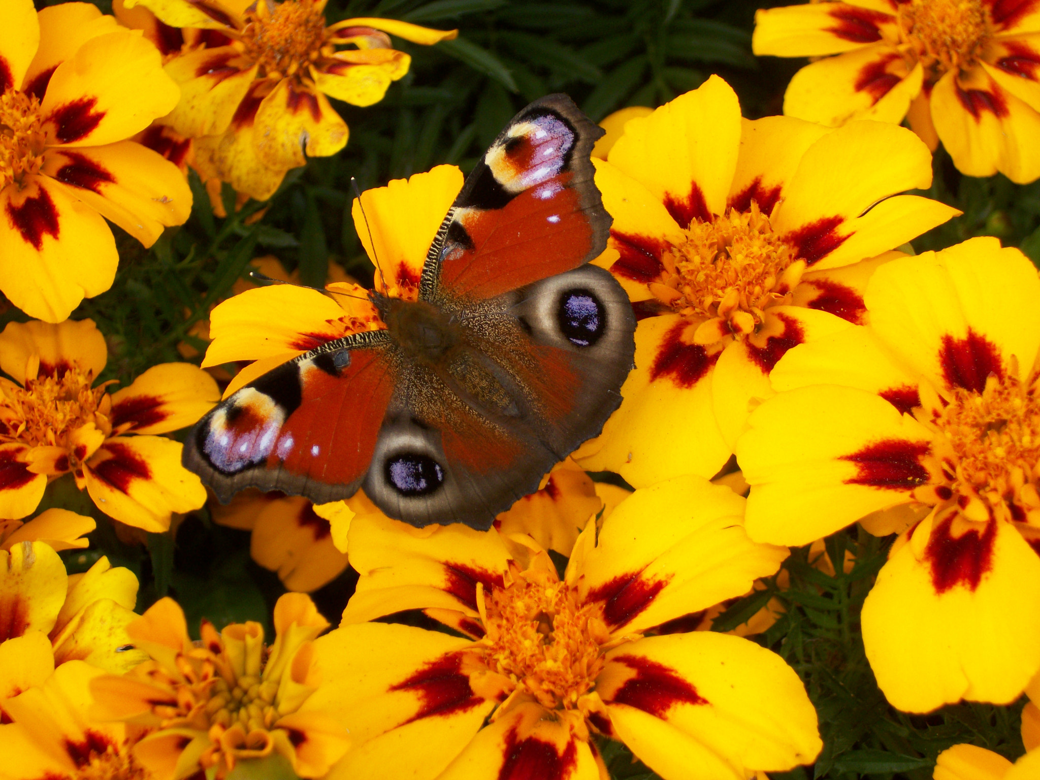 Kodak EASYSHARE C182 DIGITAL CAMERA sample photo. Butterfly photography