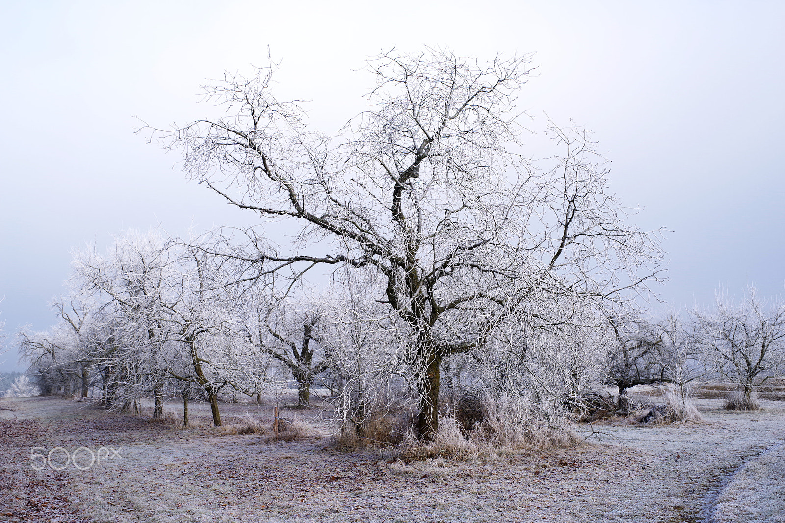 Pentax K-1 + Pentax smc FA 43mm F1.9 Limited sample photo. Winter in kalchreuth photography