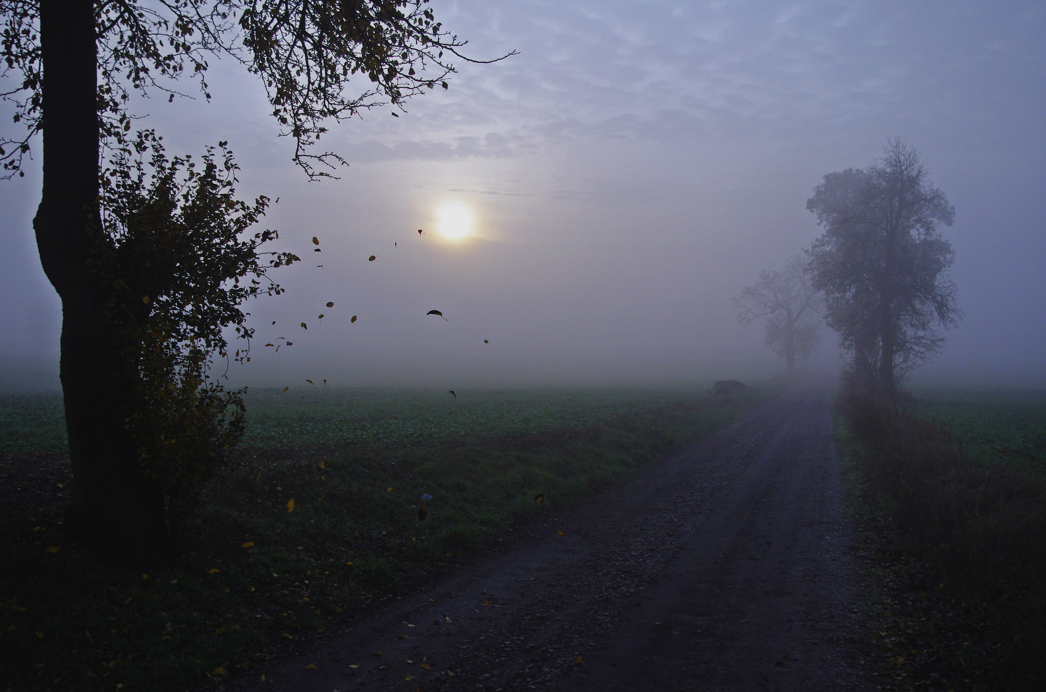 Pentax K-5 sample photo. Mgła photography