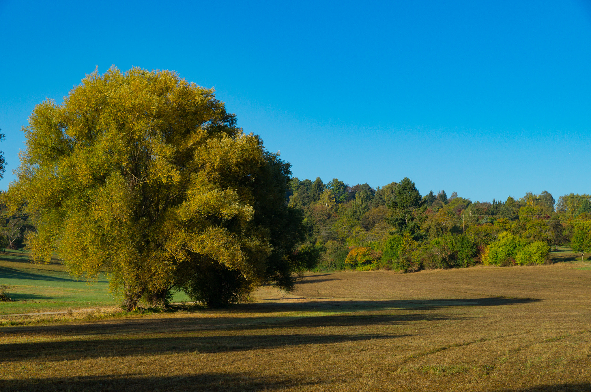 Sony DT 16-105mm F3.5-5.6 sample photo. Trees and fields photography
