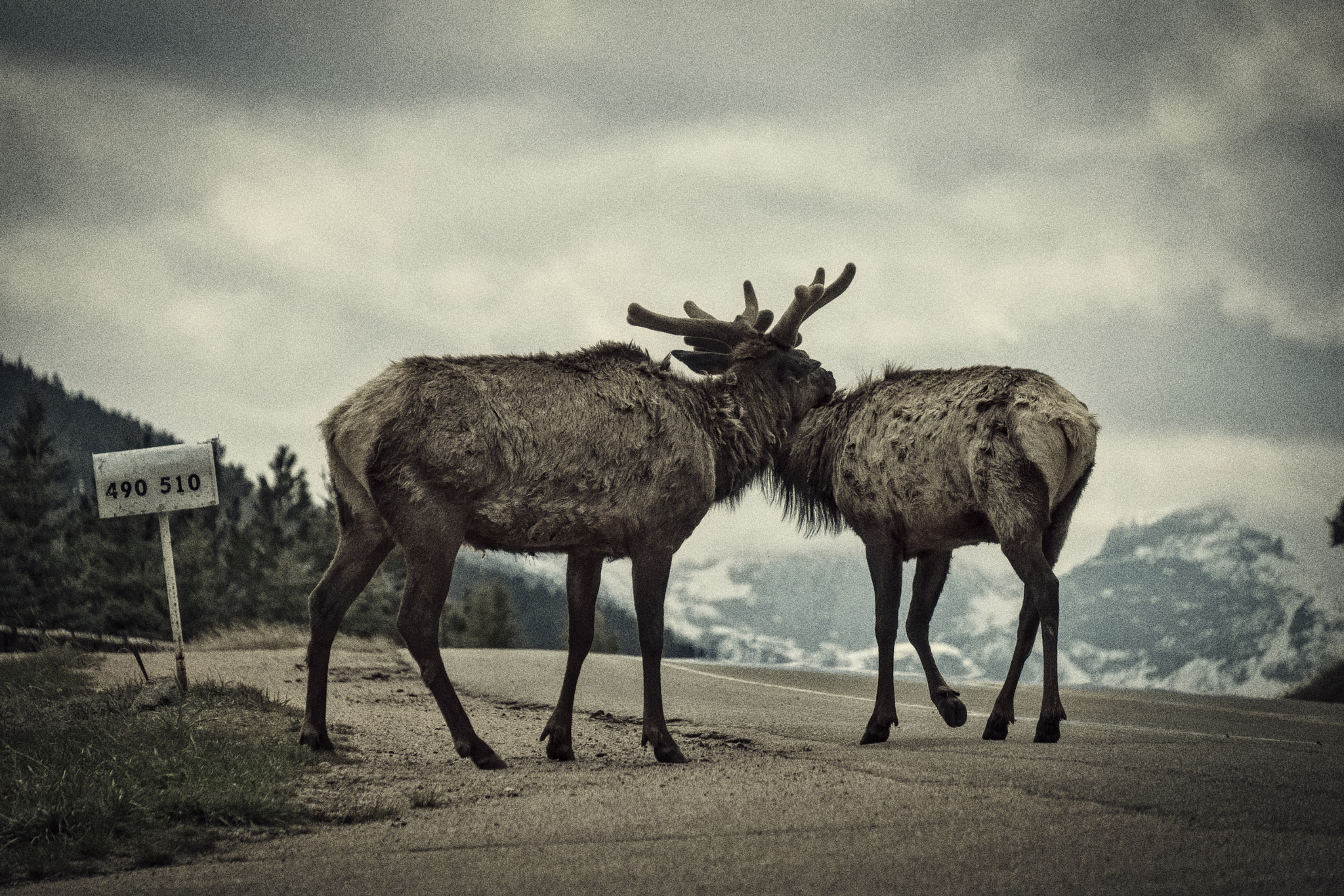 Fujifilm X-E2 + Fujifilm XF 55-200mm F3.5-4.8 R LM OIS sample photo. Elks in rocky mountain national park photography
