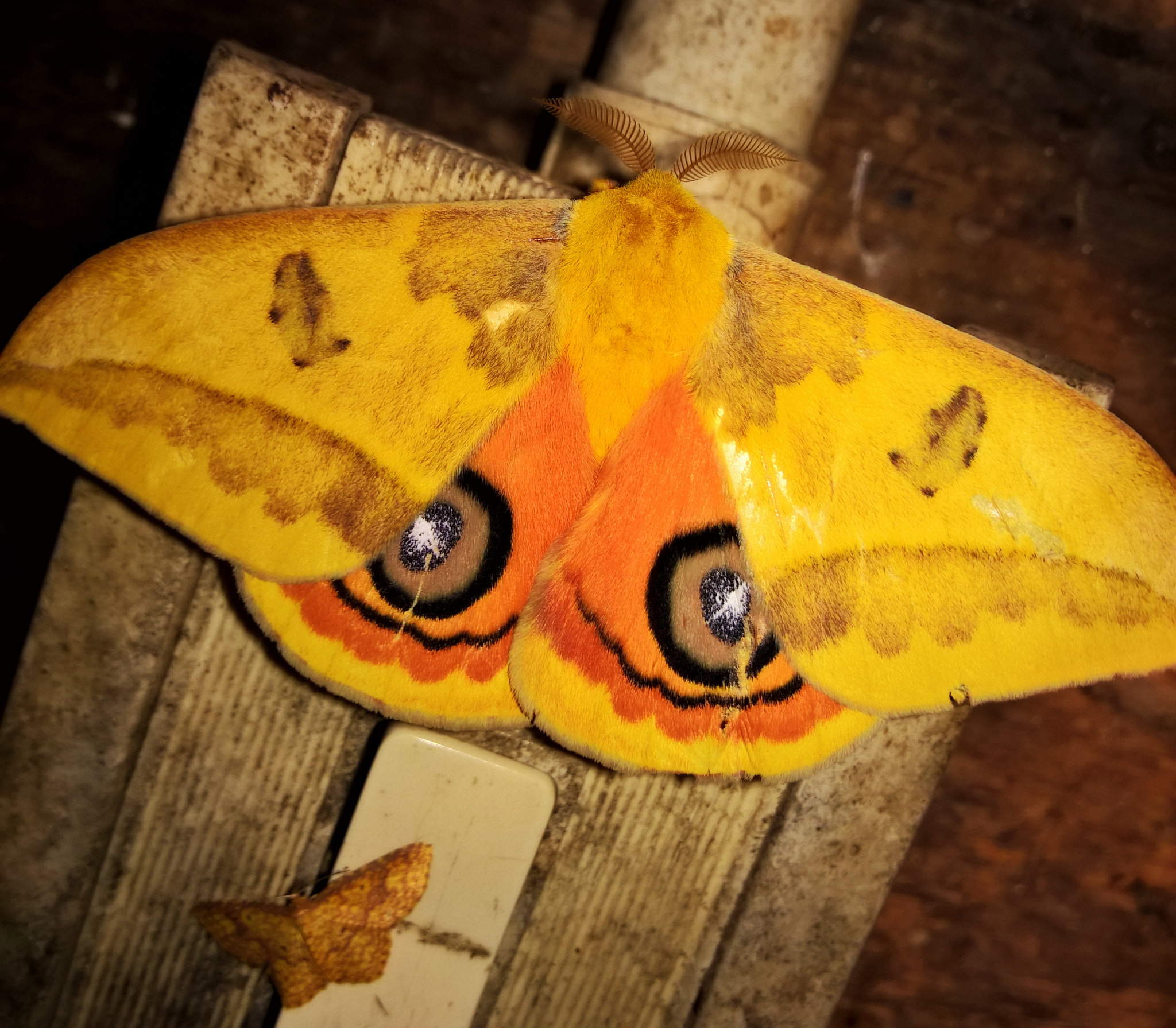 Nokia Lumia 929 sample photo. Butterflies photography