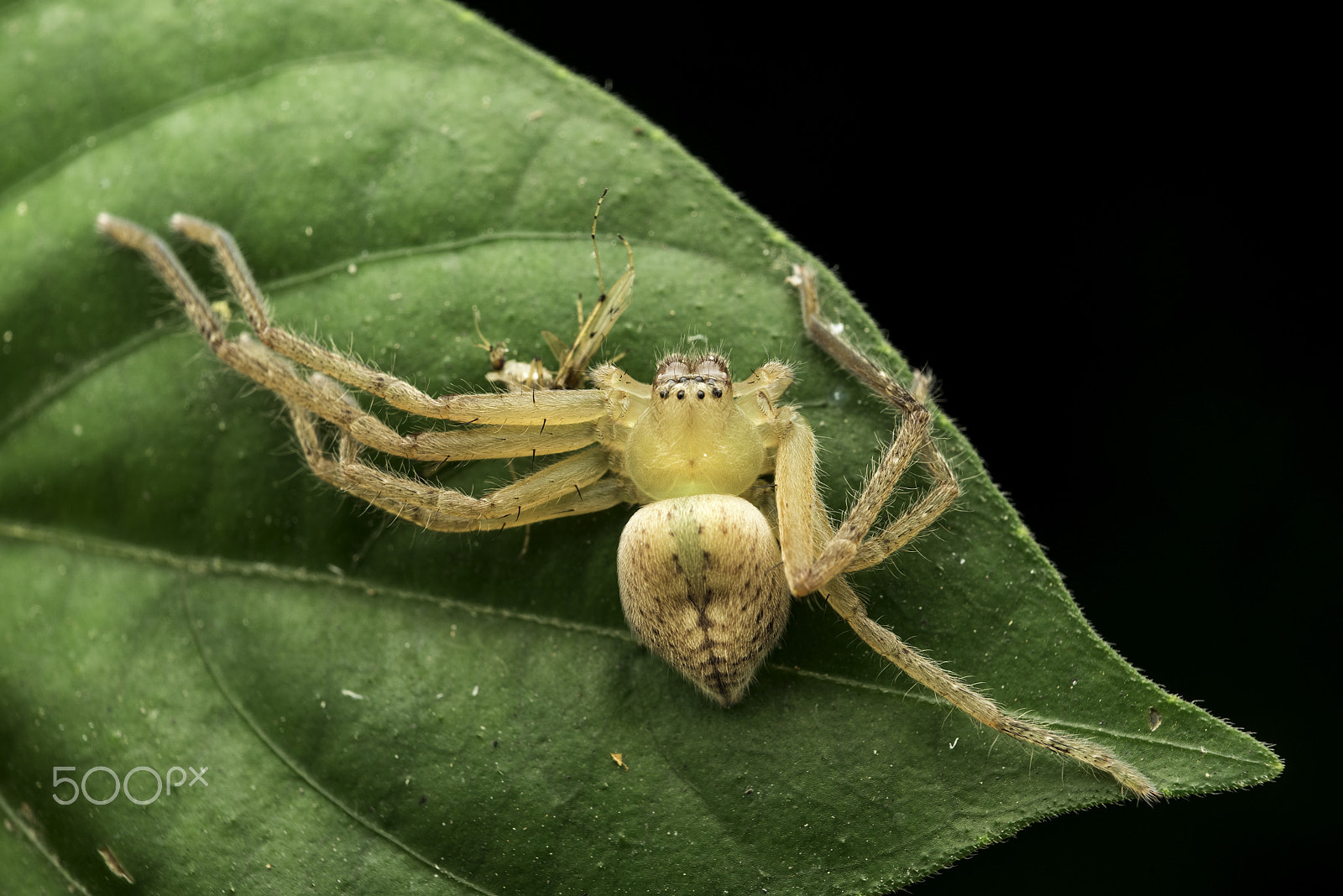 Nikon AF Micro-Nikkor 60mm F2.8D sample photo. Huntsman spider photography