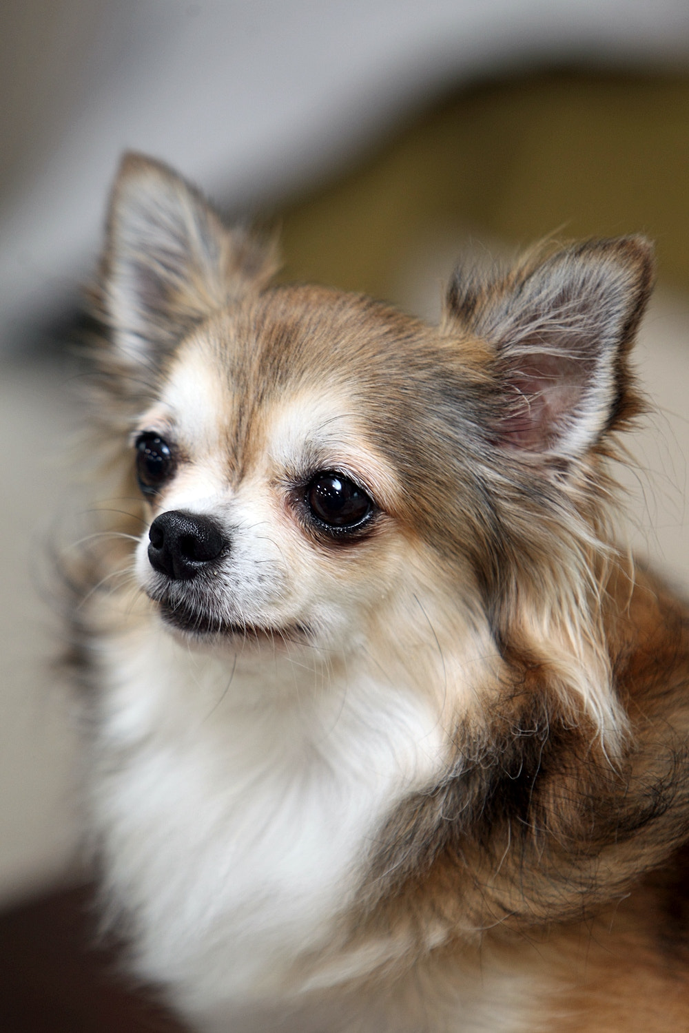 Canon EOS-1D Mark IV sample photo. Chihuahua, korea photography