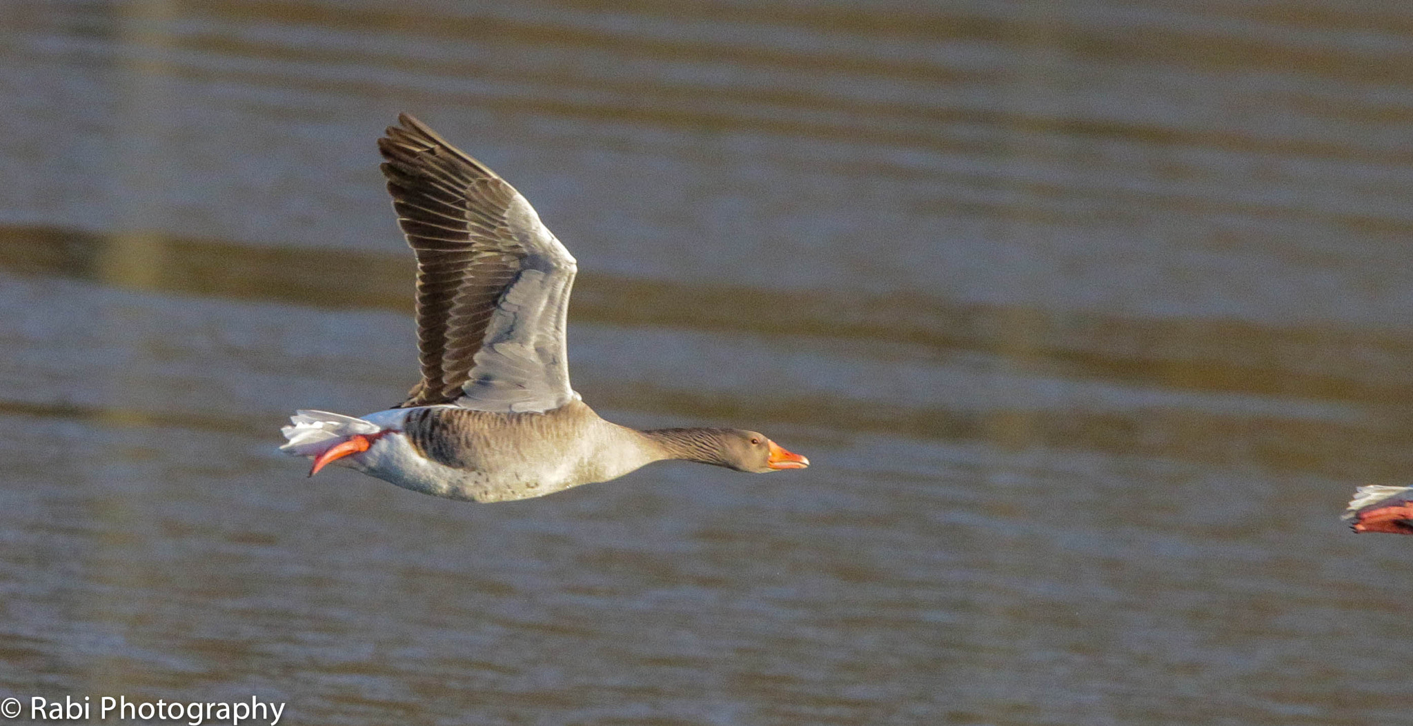 150-600mm F5-6.3 DG OS HSM | Sports 014 sample photo. 20170105-img_0561-3.jpg photography