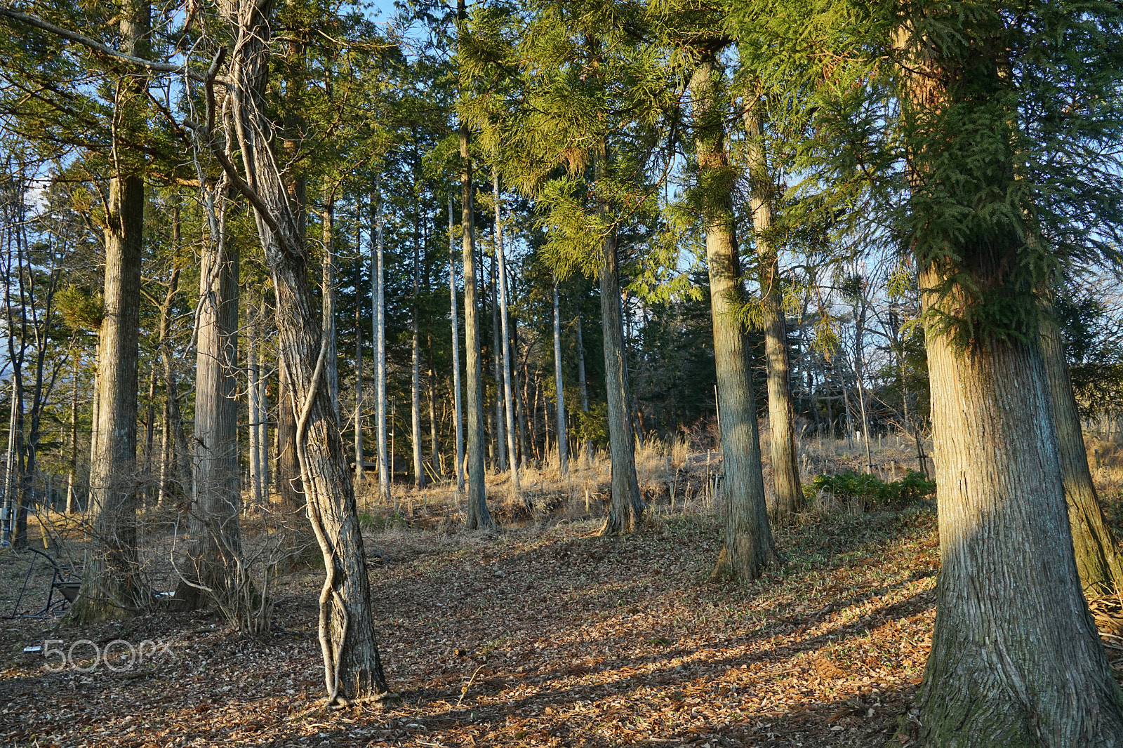 Sony FE 24-70mm F2.8 GM sample photo. Nikko photography