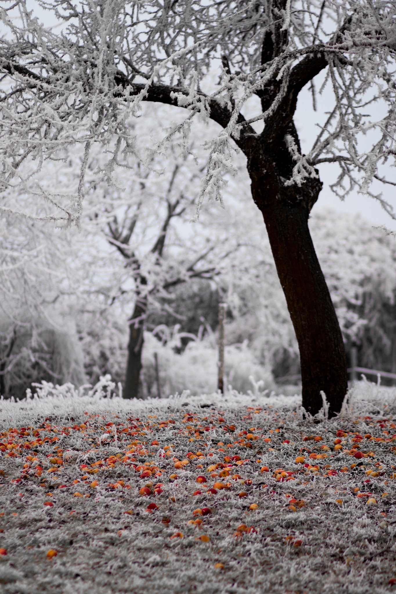 Canon EF 85mm F1.8 USM sample photo. Winterobst photography