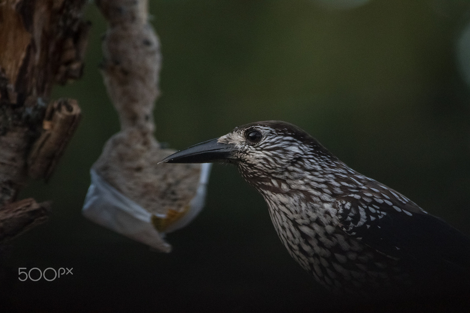 Canon EF 300mm f/2.8L + 1.4x sample photo. Lunchtime photography