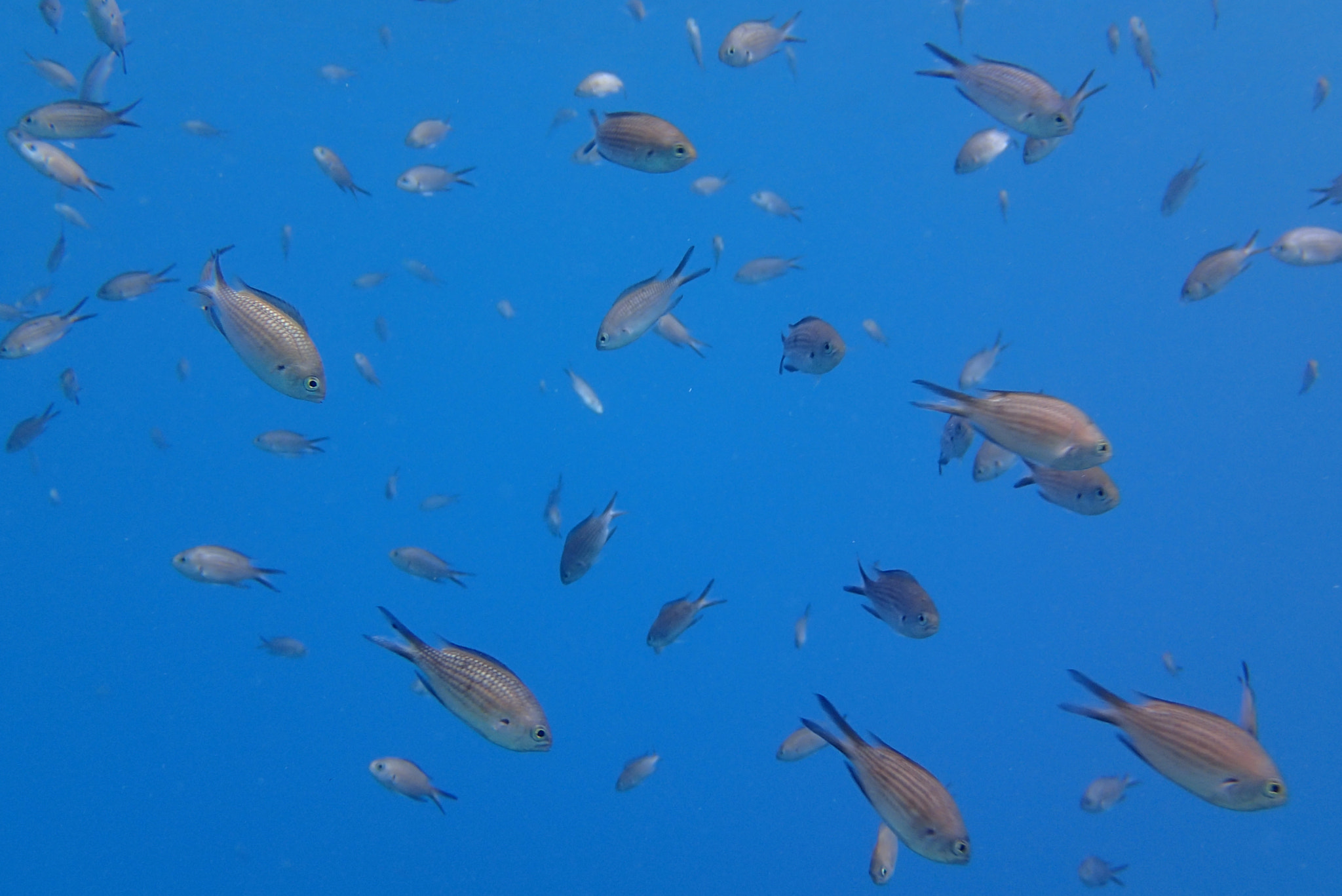 Olympus TG-2 sample photo. Damselfish - gulf of gökova/turkey photography