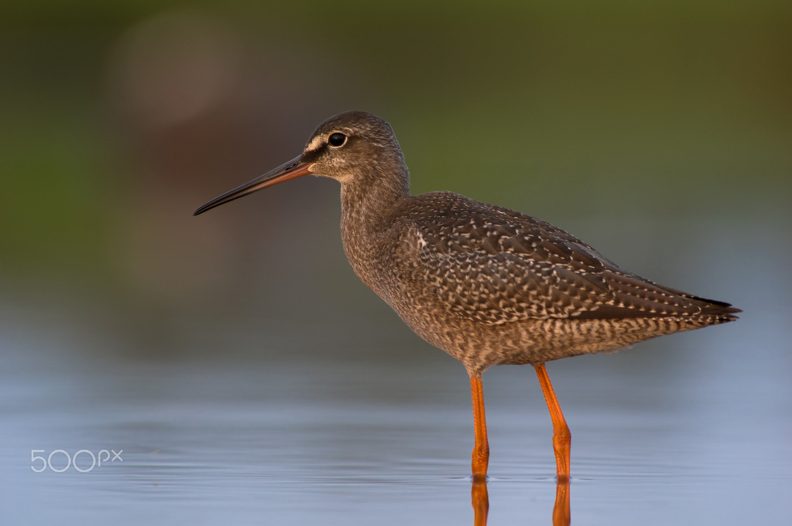 Pentax smc DA* 300mm F4.0 ED (IF) SDM sample photo. Young spotted redshank photography