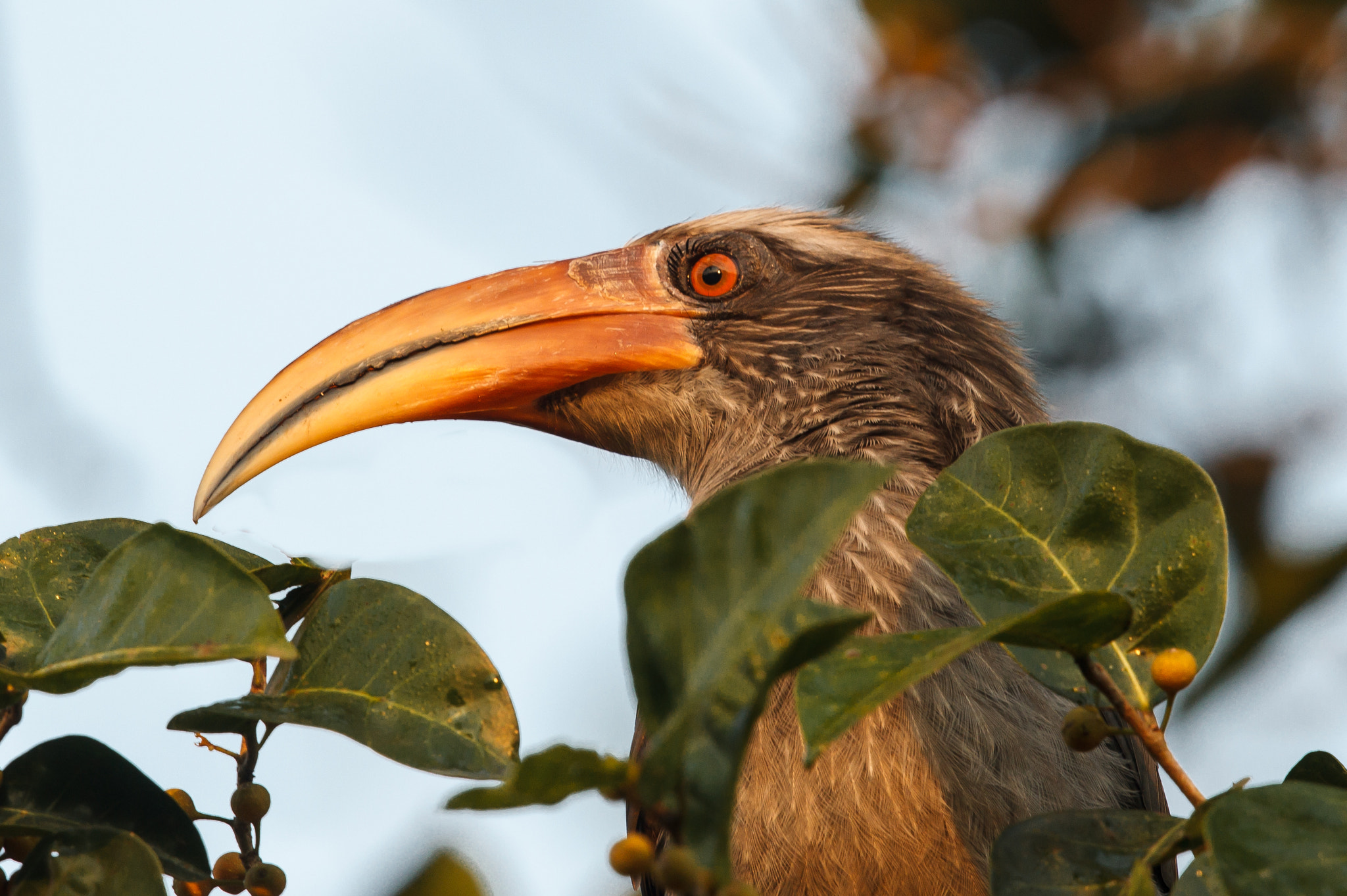 Canon EOS-1D Mark IV sample photo. Eye to eye - malabar grey hornbill photography