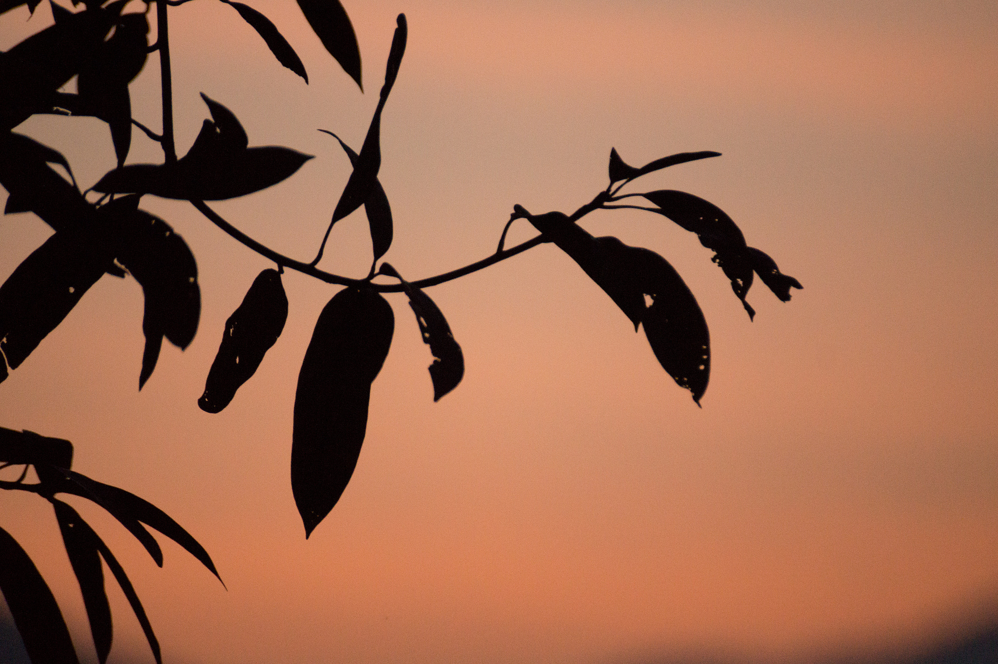 Sony DT 55-300mm F4.5-5.6 SAM sample photo. Untitled photography