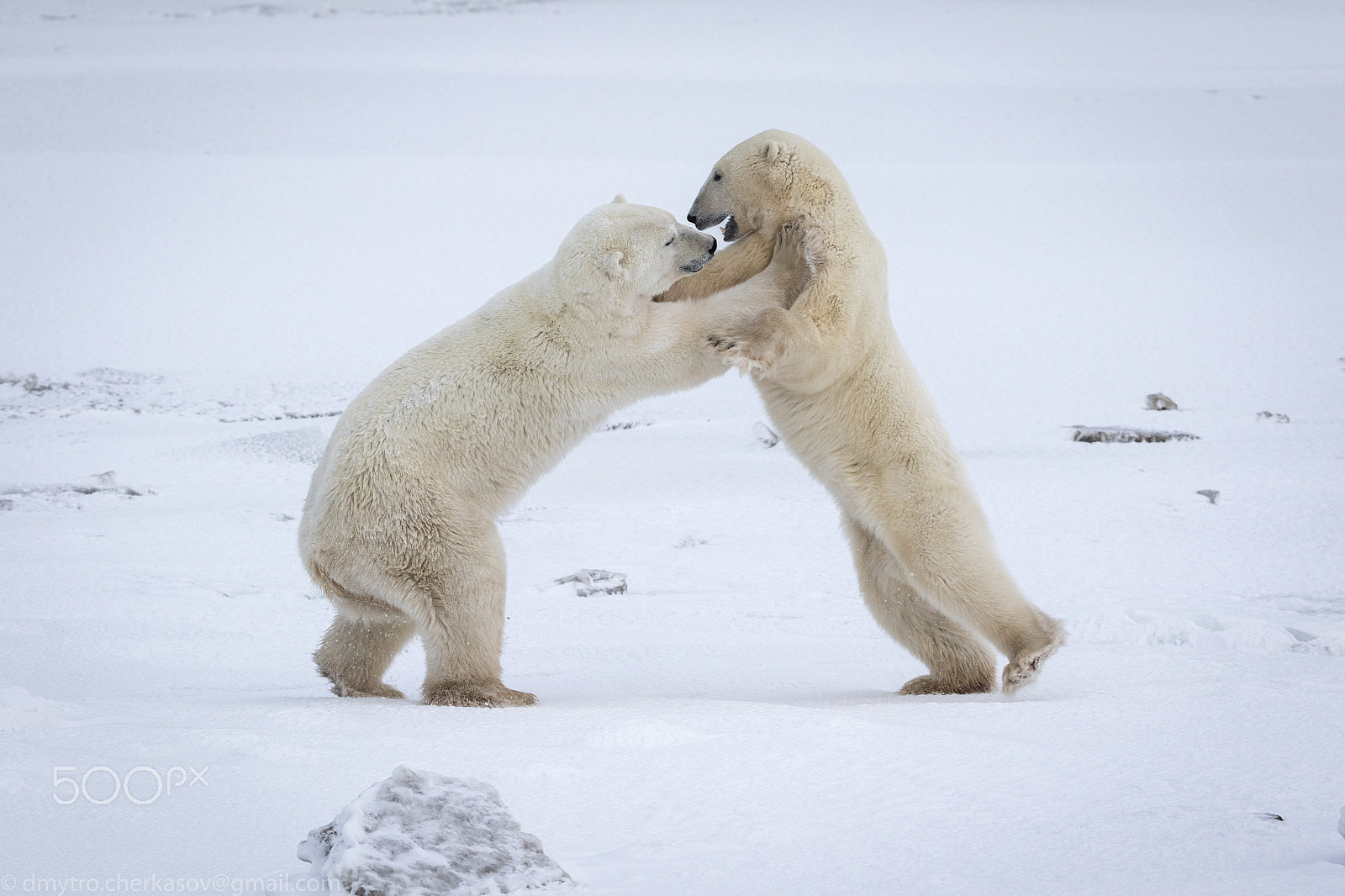 Canon EF 200-400mm F4L IS USM Extender 1.4x sample photo. Polar bears photography