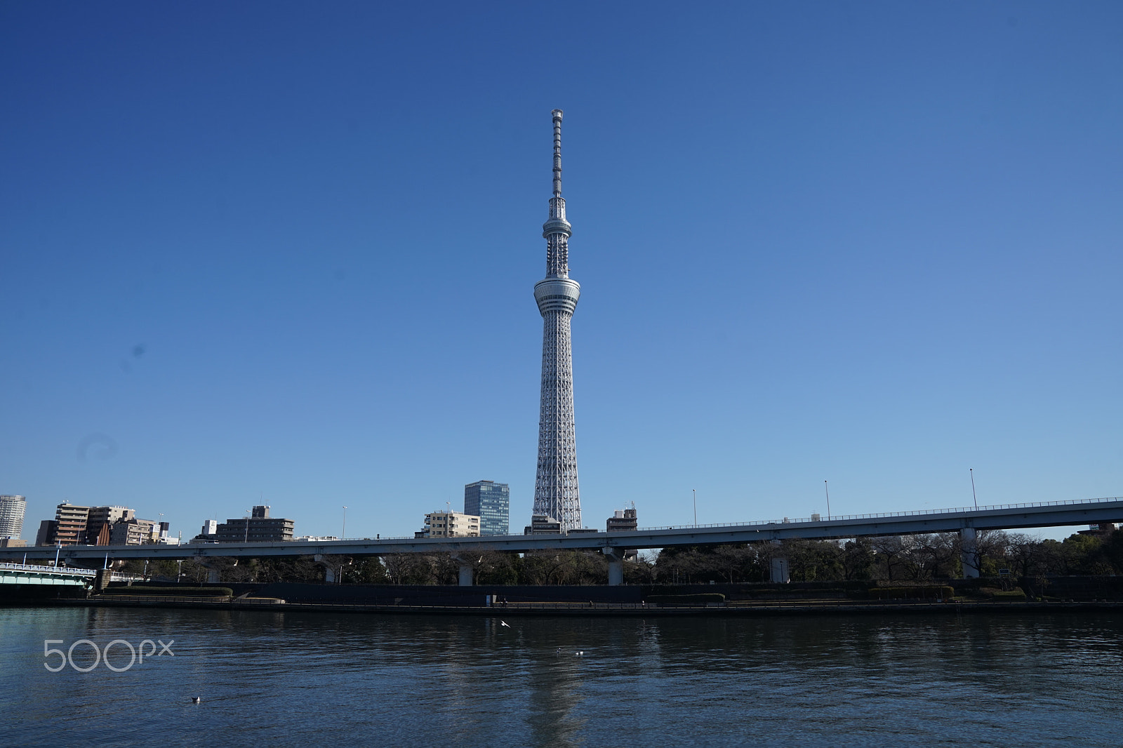 Sony FE 24-70mm F2.8 GM sample photo. 2016-12-31 123338.jpg photography