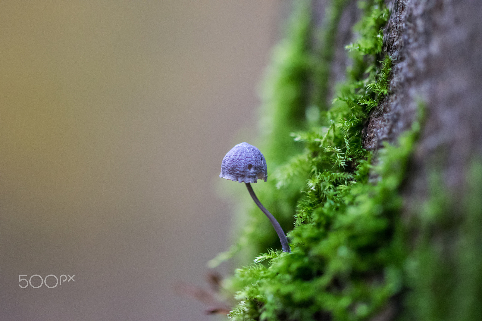 Sigma 105mm F2.8 EX DG OS HSM sample photo. Mushroom photography