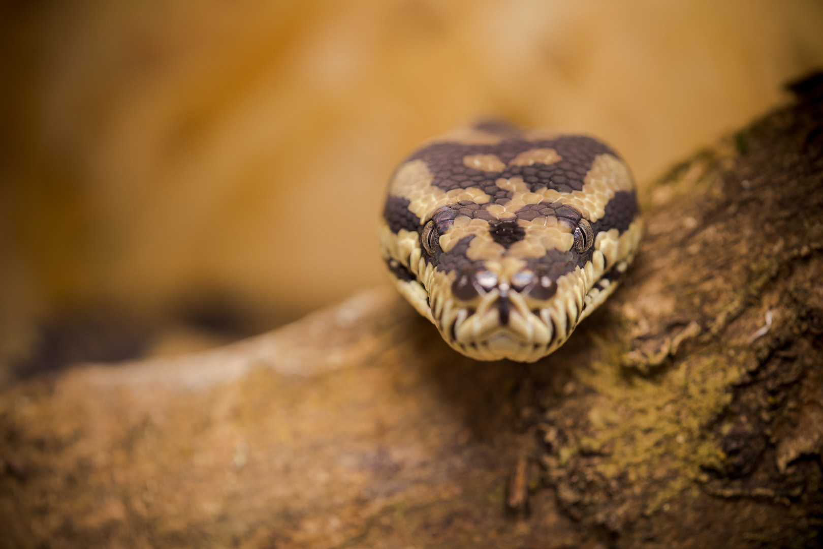 Tamron SP AF 180mm F3.5 Di LD (IF) Macro sample photo. Morelia spilota macdowelli photography