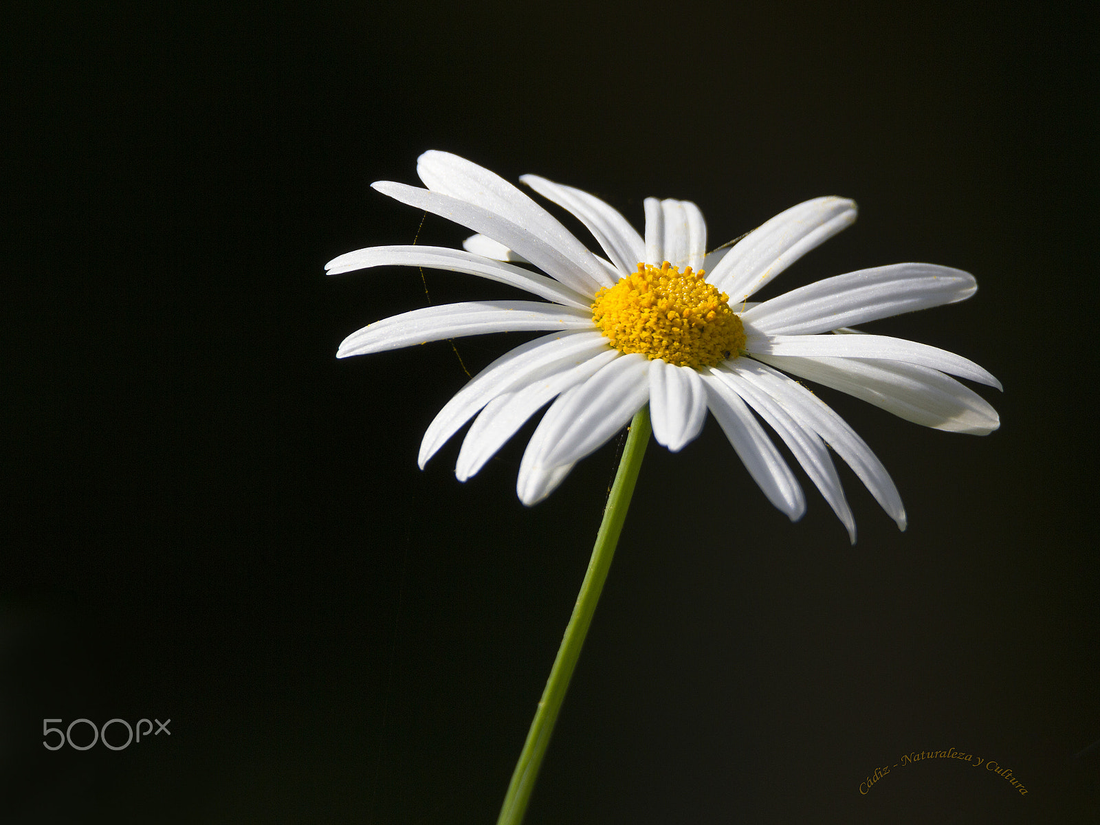 Tamron SP 150-600mm F5-6.3 Di VC USD sample photo. Cualquier noche puede salir el sol photography