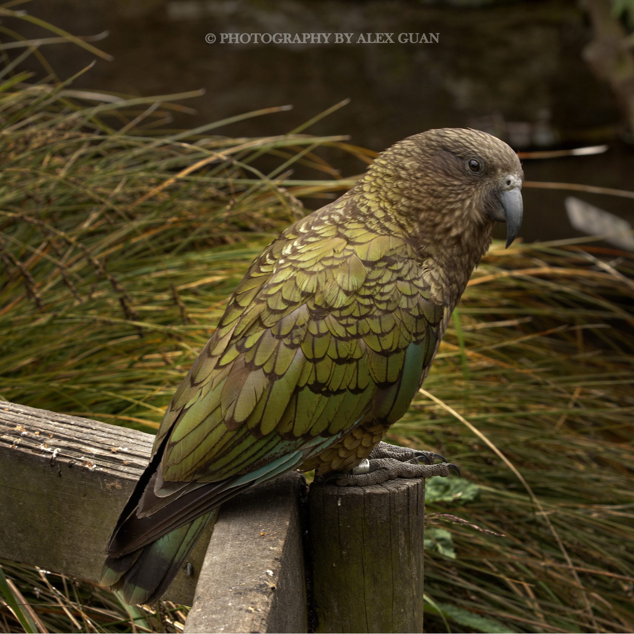 Canon EOS 40D sample photo. Watching photography
