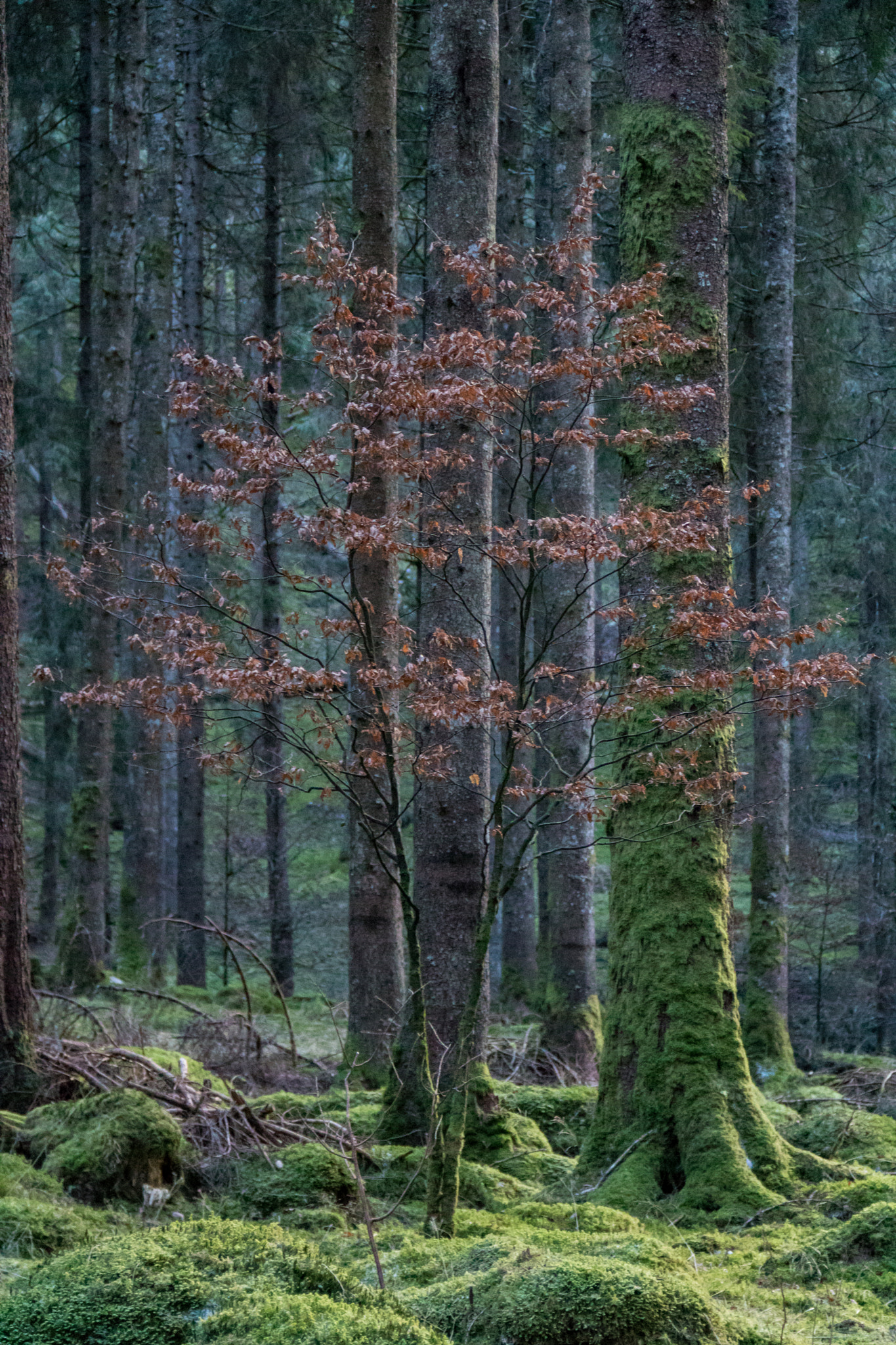 Canon EOS 760D (EOS Rebel T6s / EOS 8000D) sample photo. Lonely tree photography