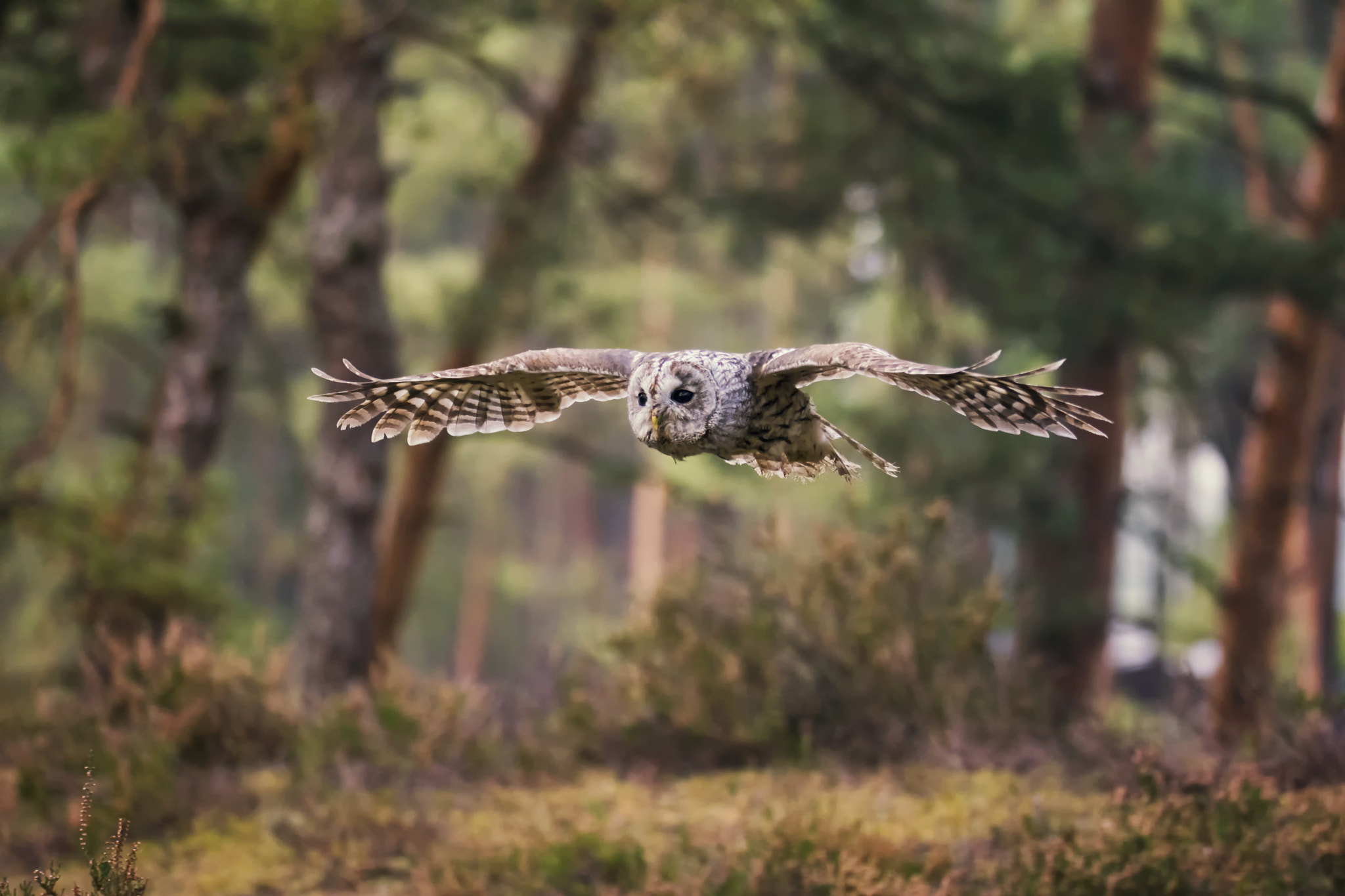 Nikon D7100 sample photo. Tawny owl (strix aluco) photography