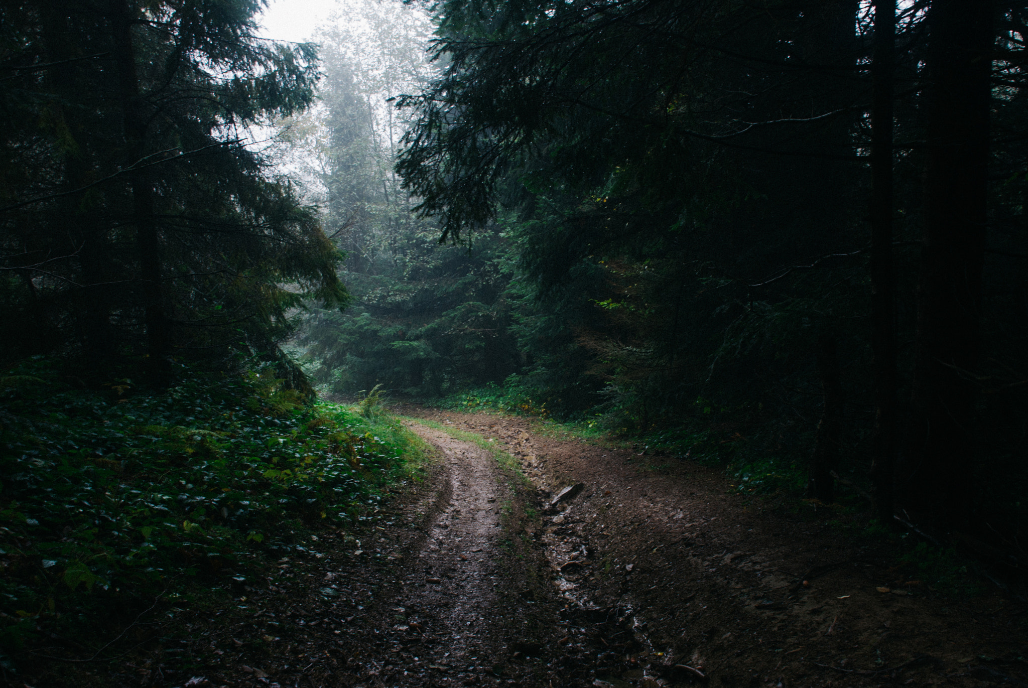 Nikon D200 sample photo. Atmosperic road across the forest photography