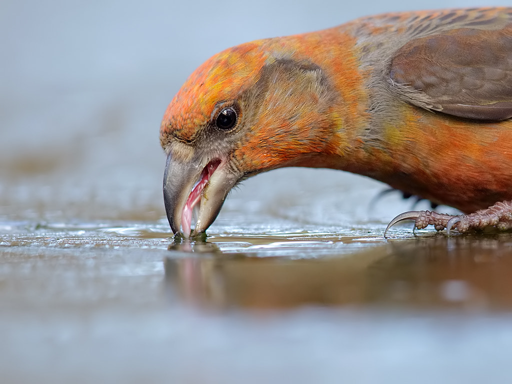 Canon EOS-1D X + Canon EF 600mm F4L IS II USM sample photo. Male red crossbill drinking on ice.  photography