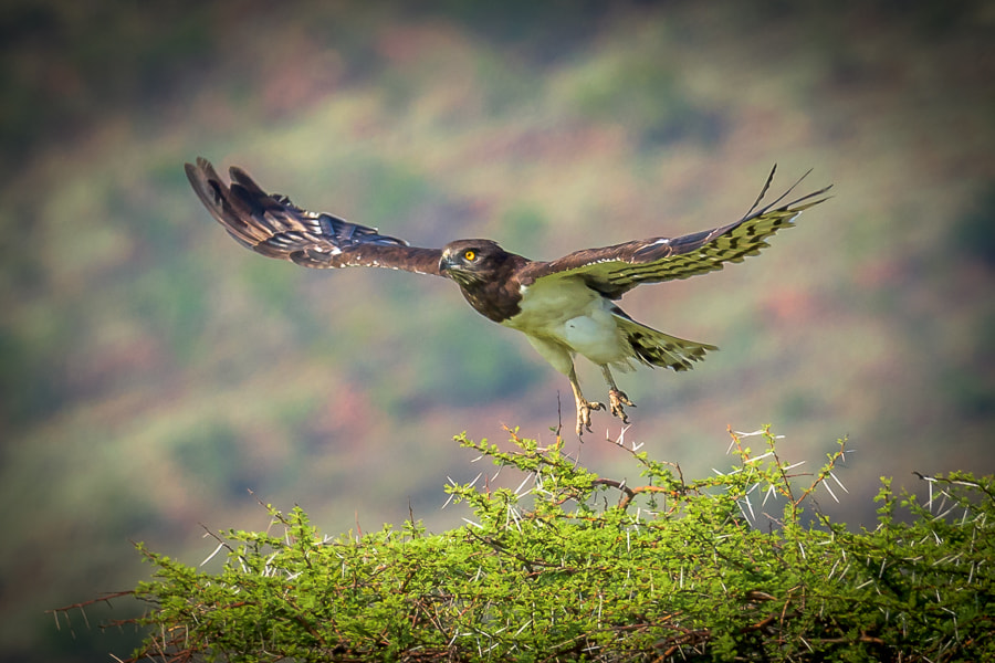 Nikon AF-S Nikkor 600mm F4E FL ED VR sample photo. Black-chested snake eagle photography