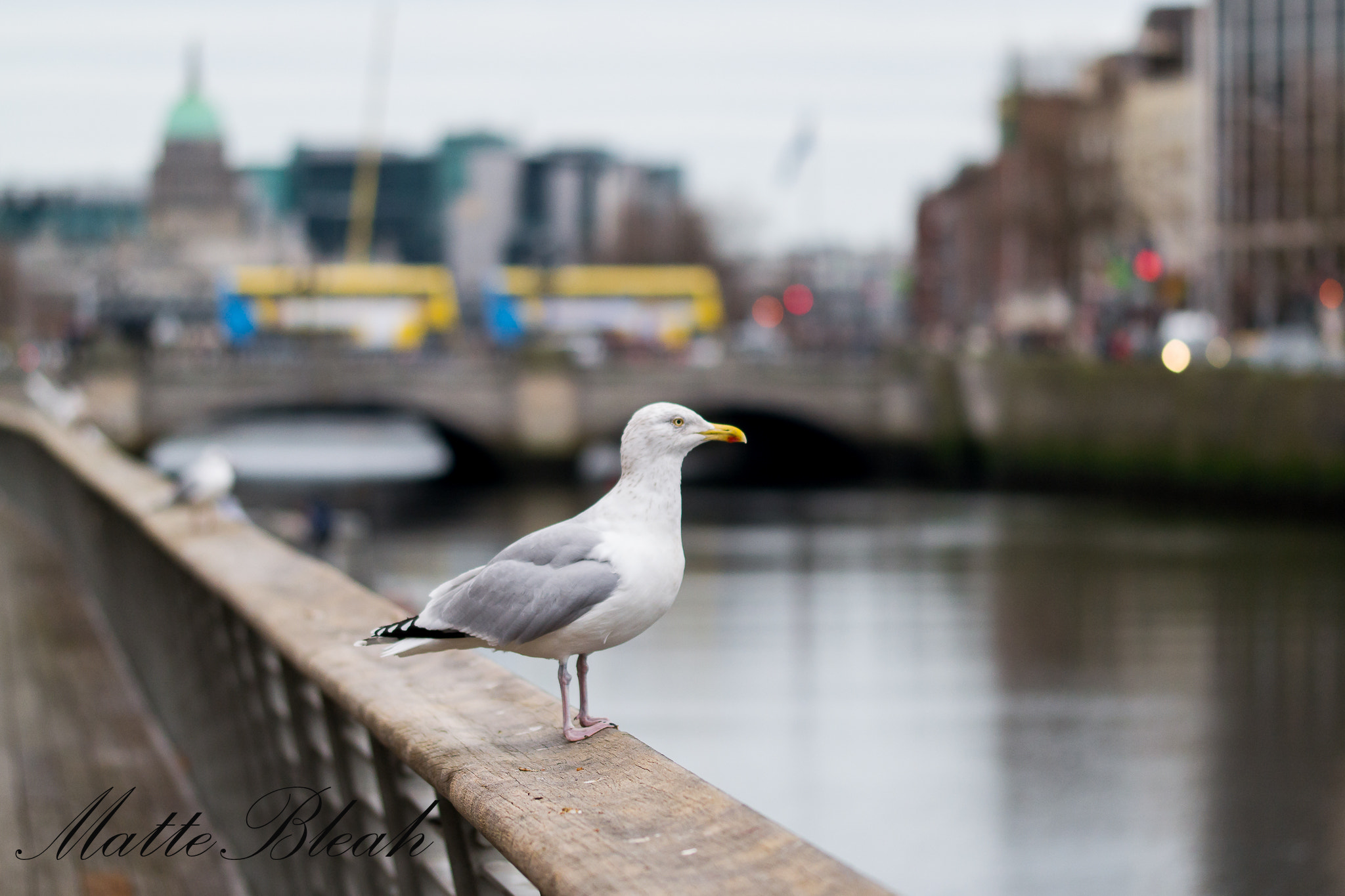 Sigma 105mm F2.8 EX DG OS HSM sample photo. Baile Átha cliath photography