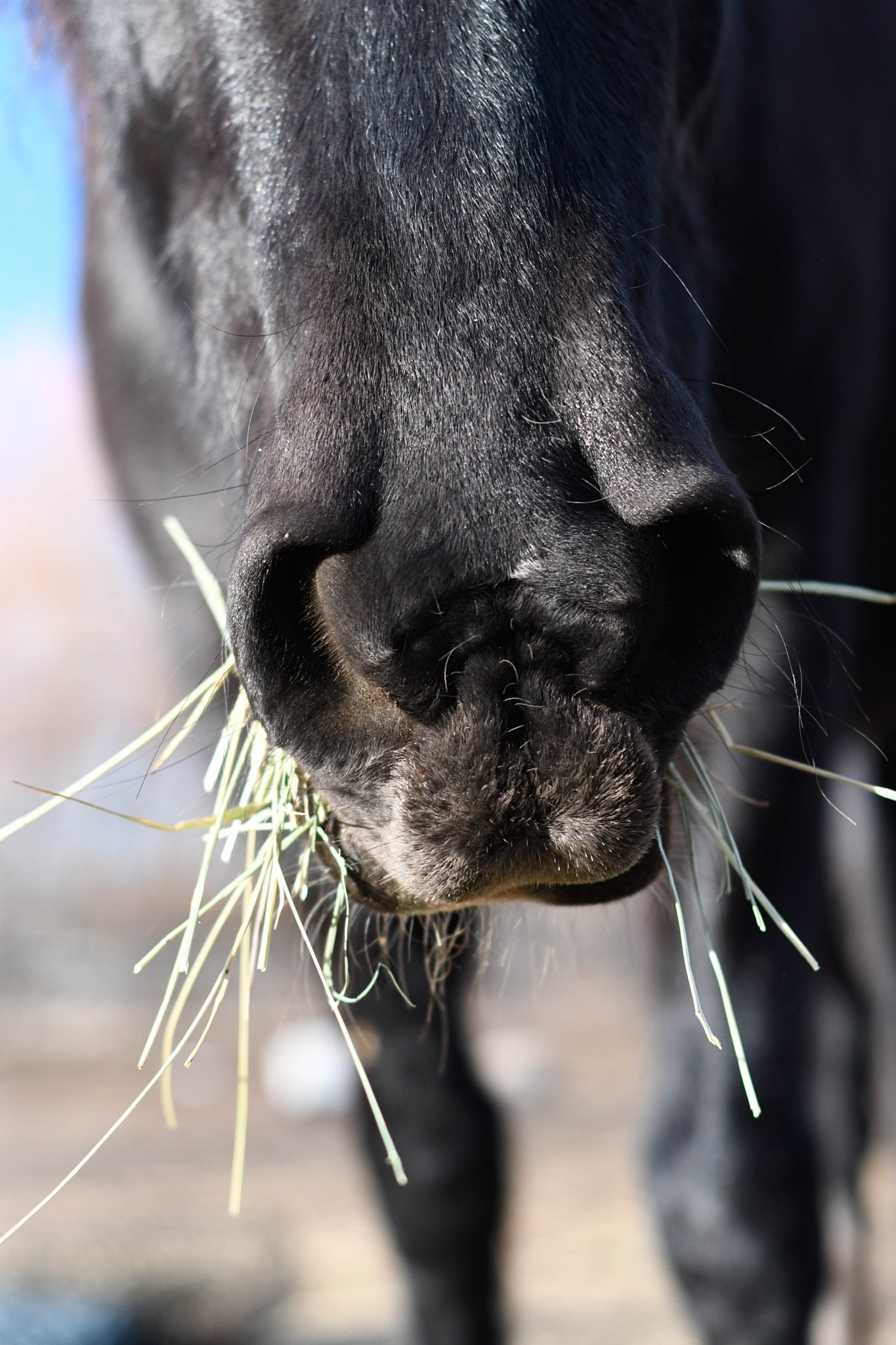 Nikon D500 + Nikon AF Nikkor 50mm F1.8D sample photo. Close up horses photography