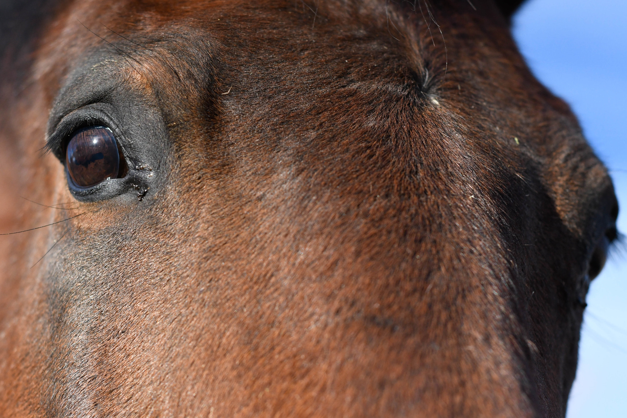 Nikon D500 + Nikon AF Nikkor 50mm F1.8D sample photo. Close up horses photography