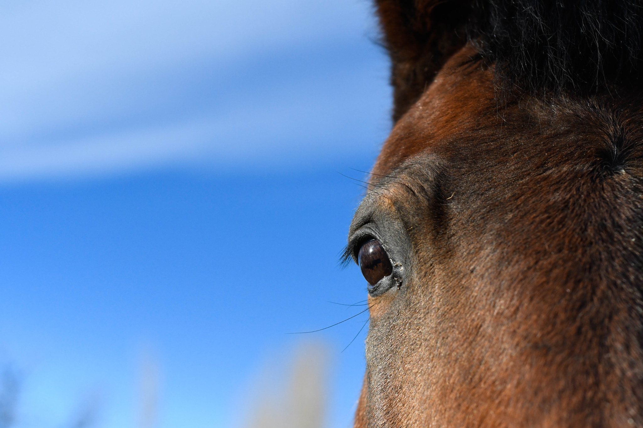 Nikon D500 + Nikon AF Nikkor 50mm F1.8D sample photo. Close up horses photography