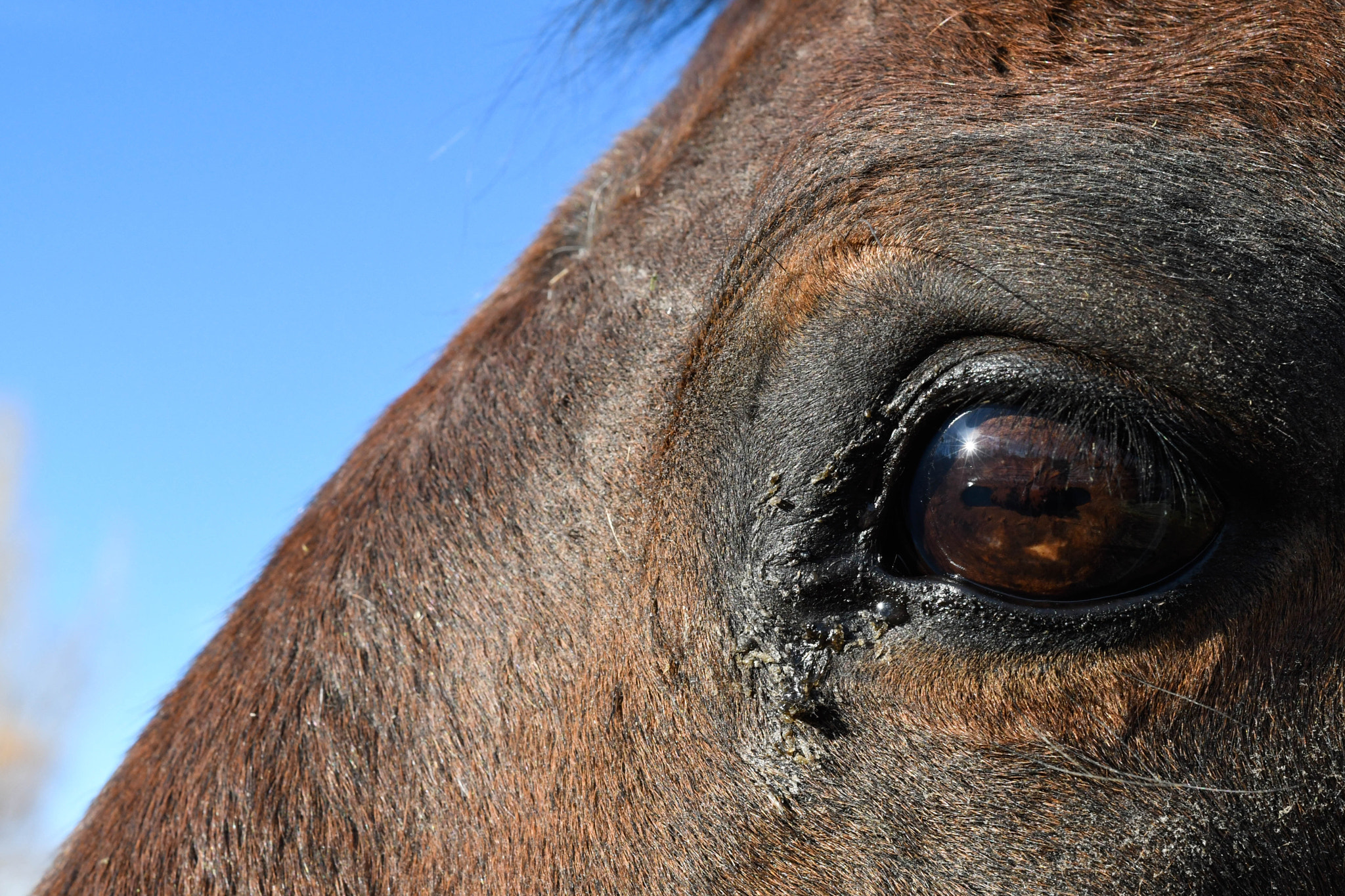 Nikon D500 + Nikon AF Nikkor 50mm F1.8D sample photo. Close up horses photography