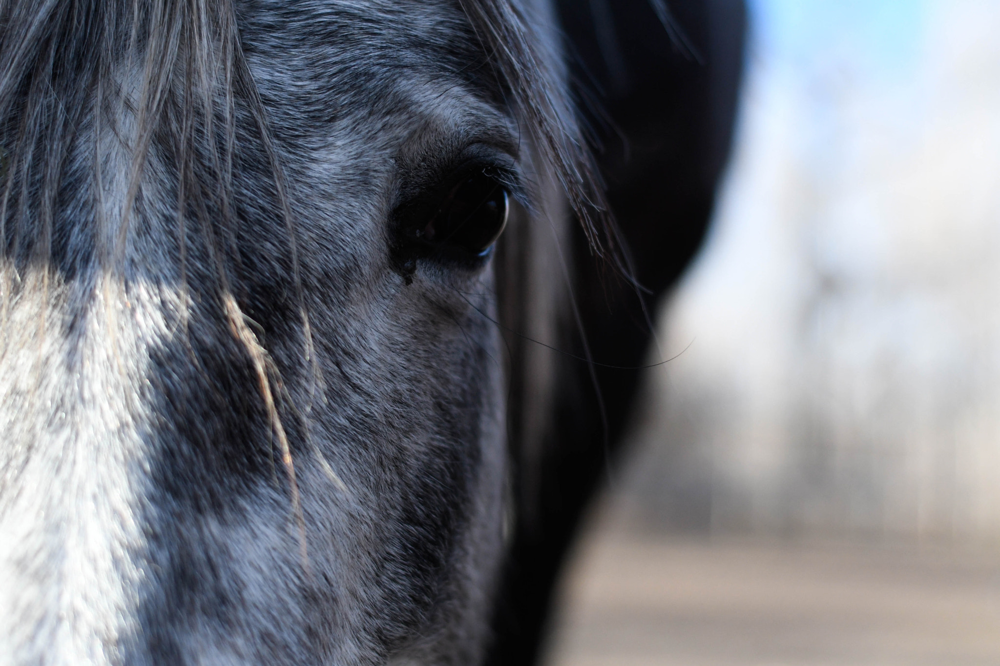 Nikon D500 + Nikon AF Nikkor 50mm F1.8D sample photo. Close up horses photography