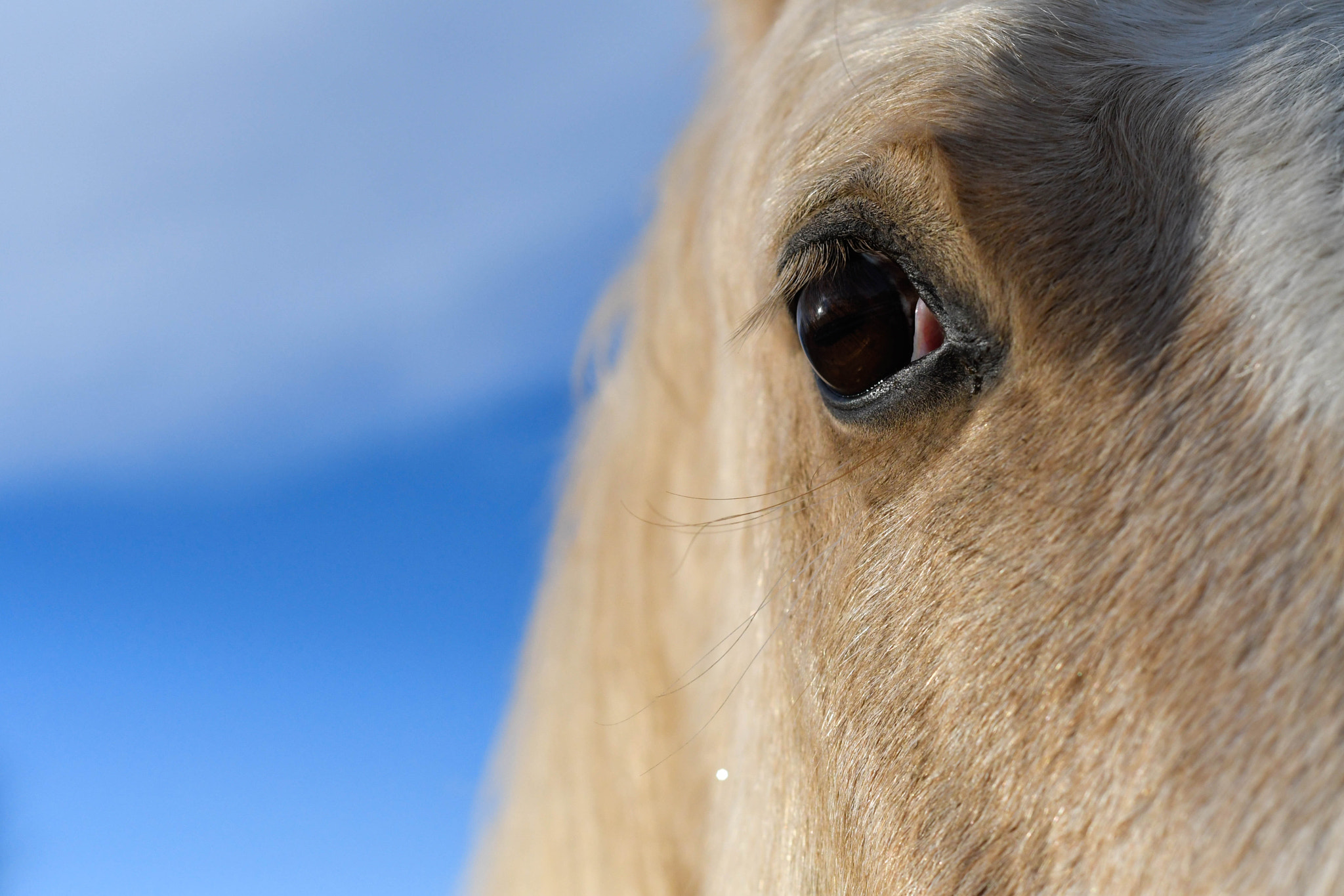 Nikon D500 + Nikon AF Nikkor 50mm F1.8D sample photo. Close up horses photography