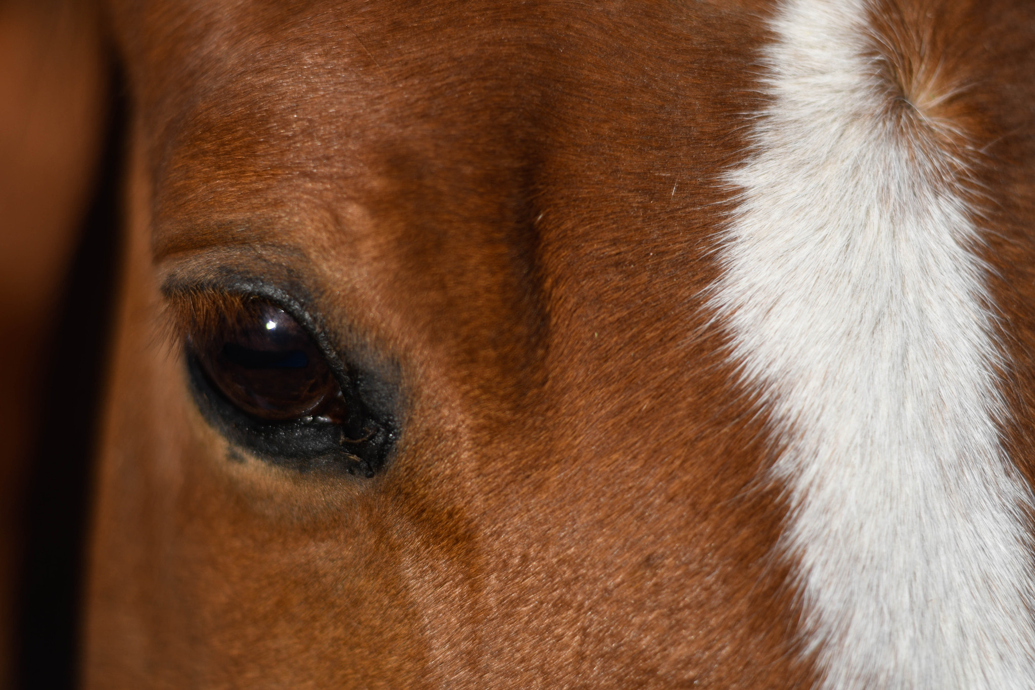 Nikon D500 + Nikon AF Nikkor 50mm F1.8D sample photo. Close up horses photography