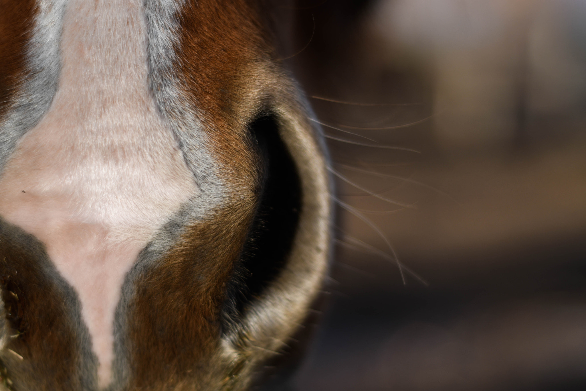 Nikon D500 + Nikon AF Nikkor 50mm F1.8D sample photo. Close up horses photography