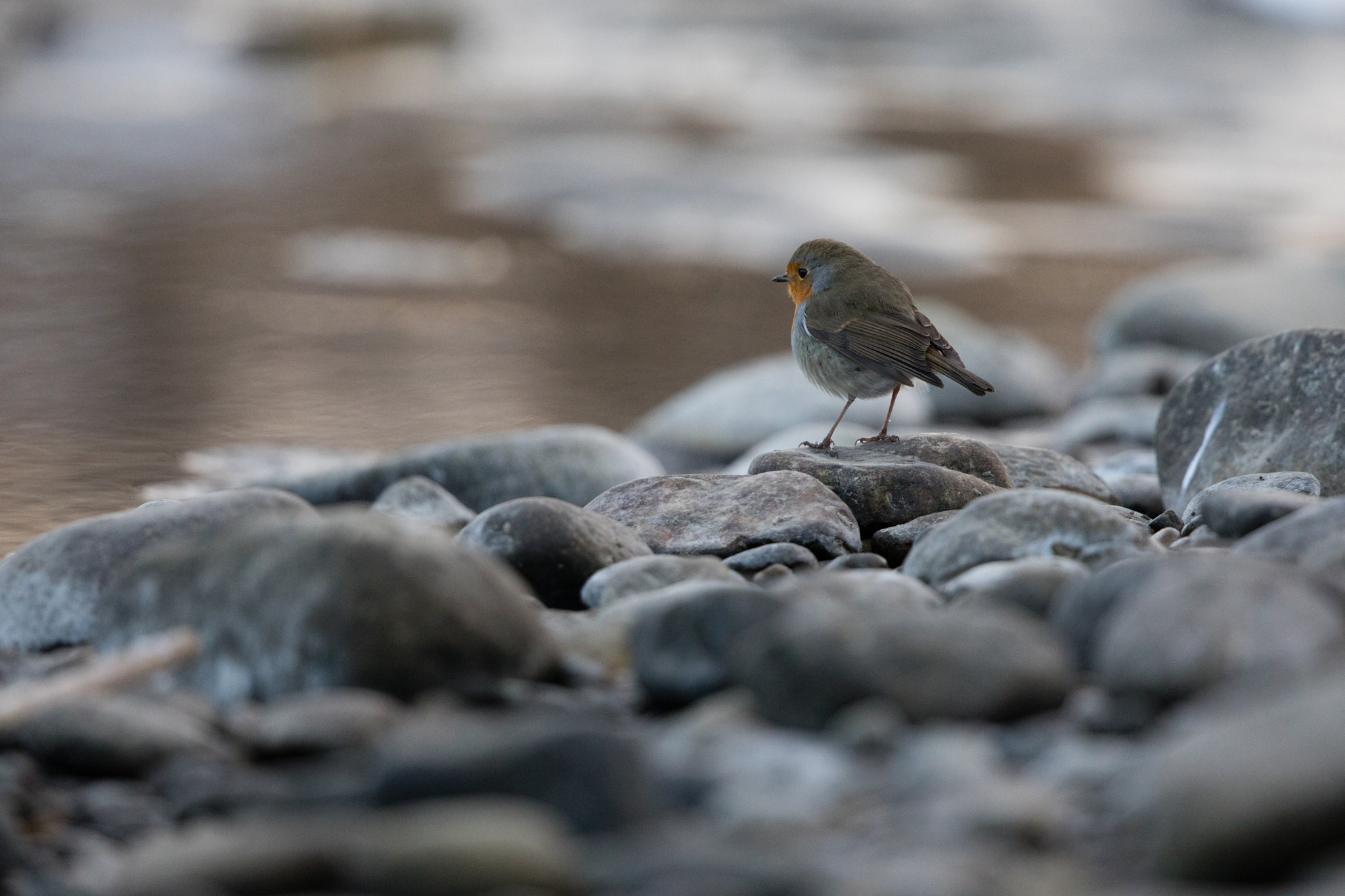 Canon EF 500mm F4L IS II USM sample photo. Rotkehlchen photography