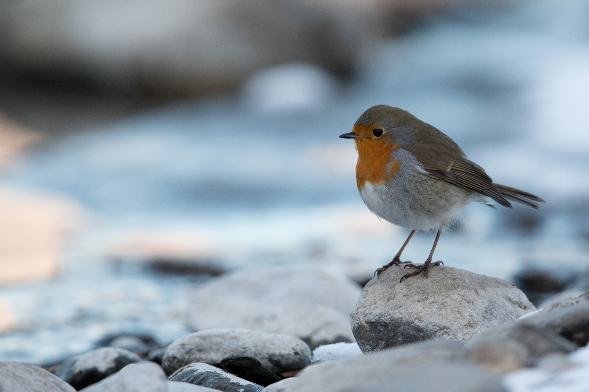 Canon EOS 5D Mark IV + Canon EF 500mm F4L IS II USM sample photo. Rotkehlchen photography