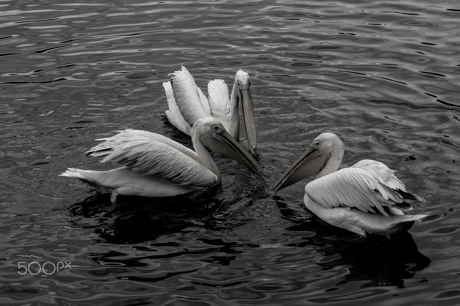 Sigma 18-250mm F3.5-6.3 DC OS HSM sample photo. Pelican's council photography