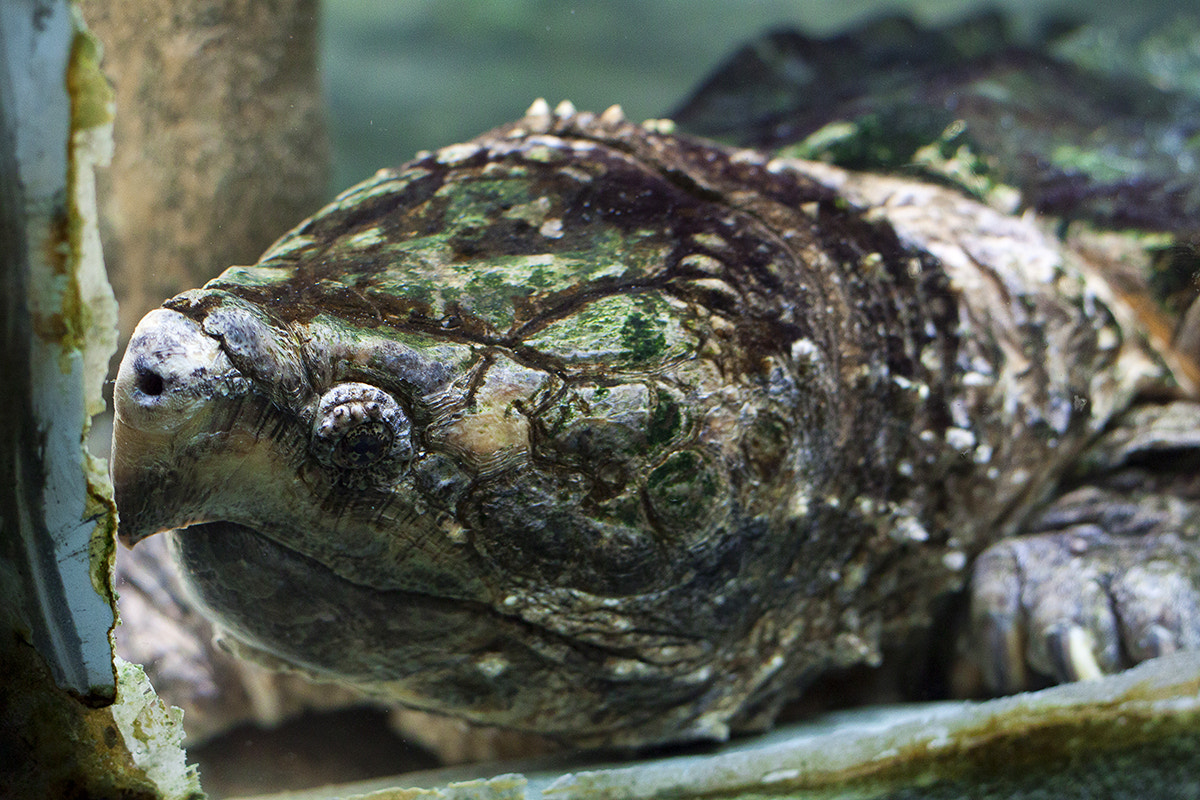 Canon EOS 500D (EOS Rebel T1i / EOS Kiss X3) + Canon EF 50mm F1.8 STM sample photo. Old turtle photography