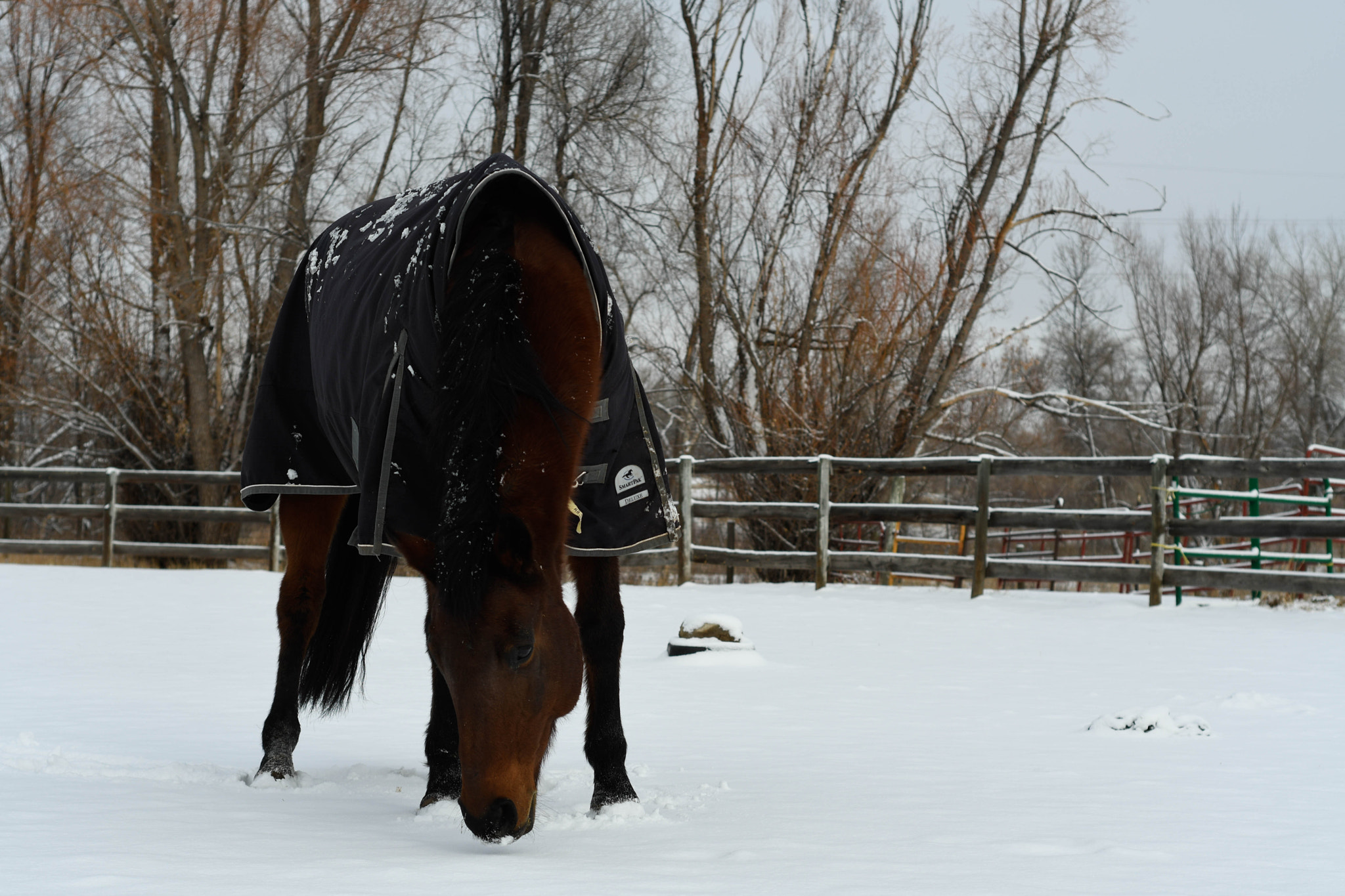 Nikon D500 + Nikon AF Nikkor 50mm F1.8D sample photo. Snow horses photography