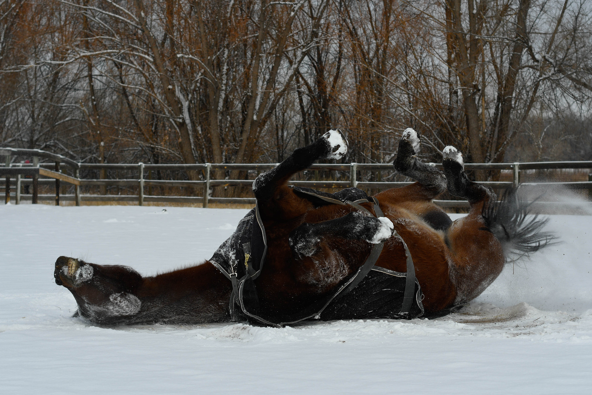 Nikon D500 + Nikon AF Nikkor 50mm F1.8D sample photo. Snow horses photography