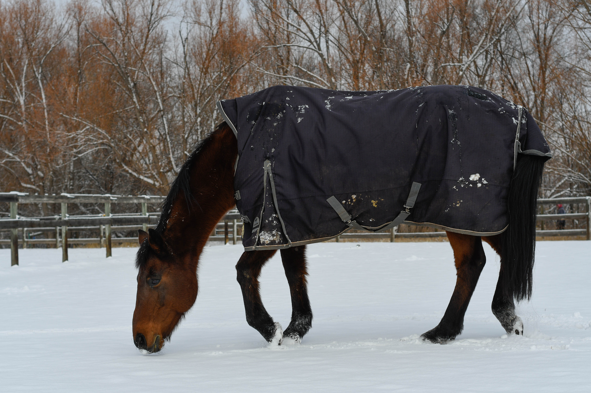 Nikon D500 + Nikon AF Nikkor 50mm F1.8D sample photo. Snow horses photography