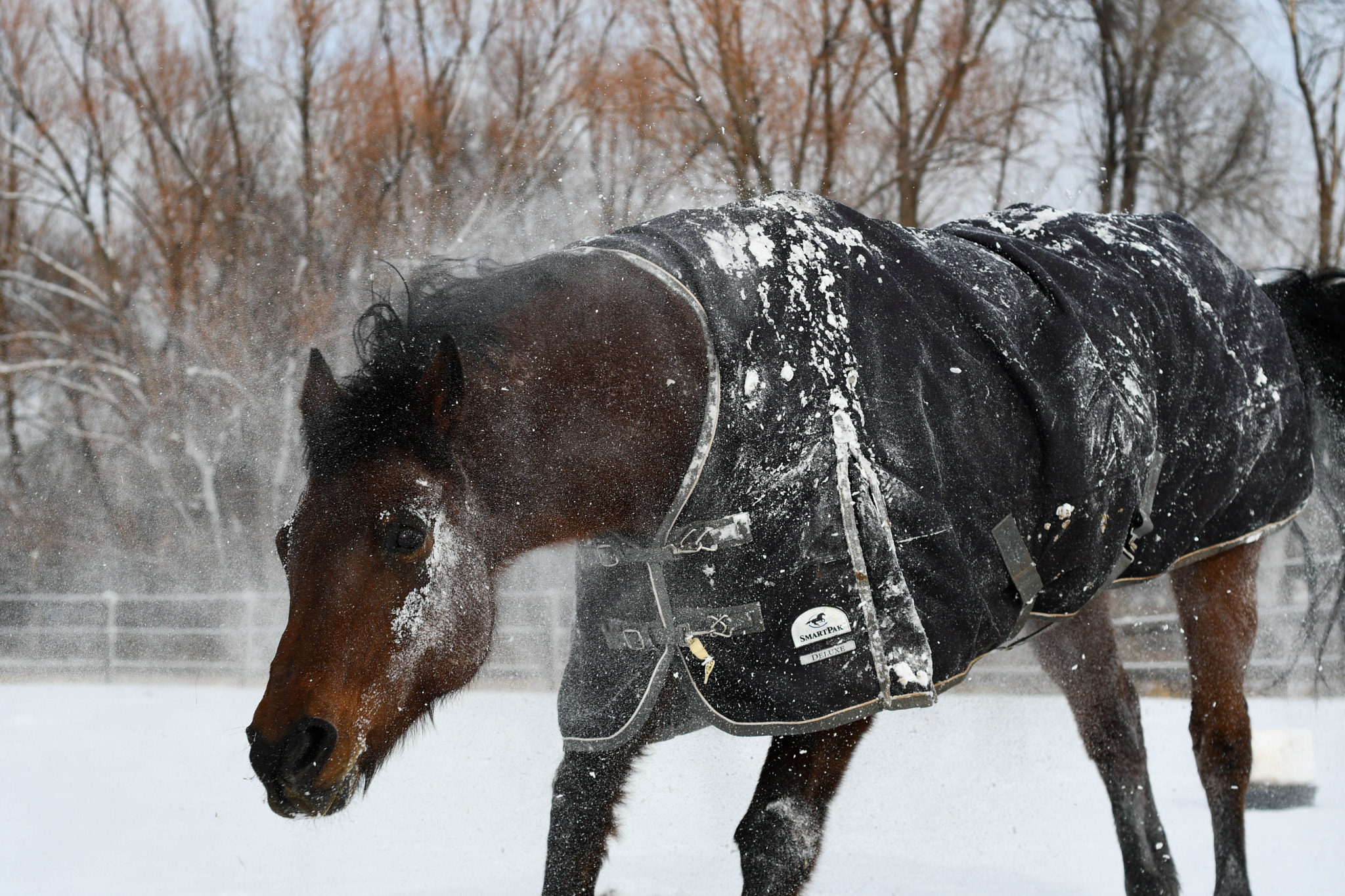 Nikon D500 + Nikon AF Nikkor 50mm F1.8D sample photo. Snow horses photography