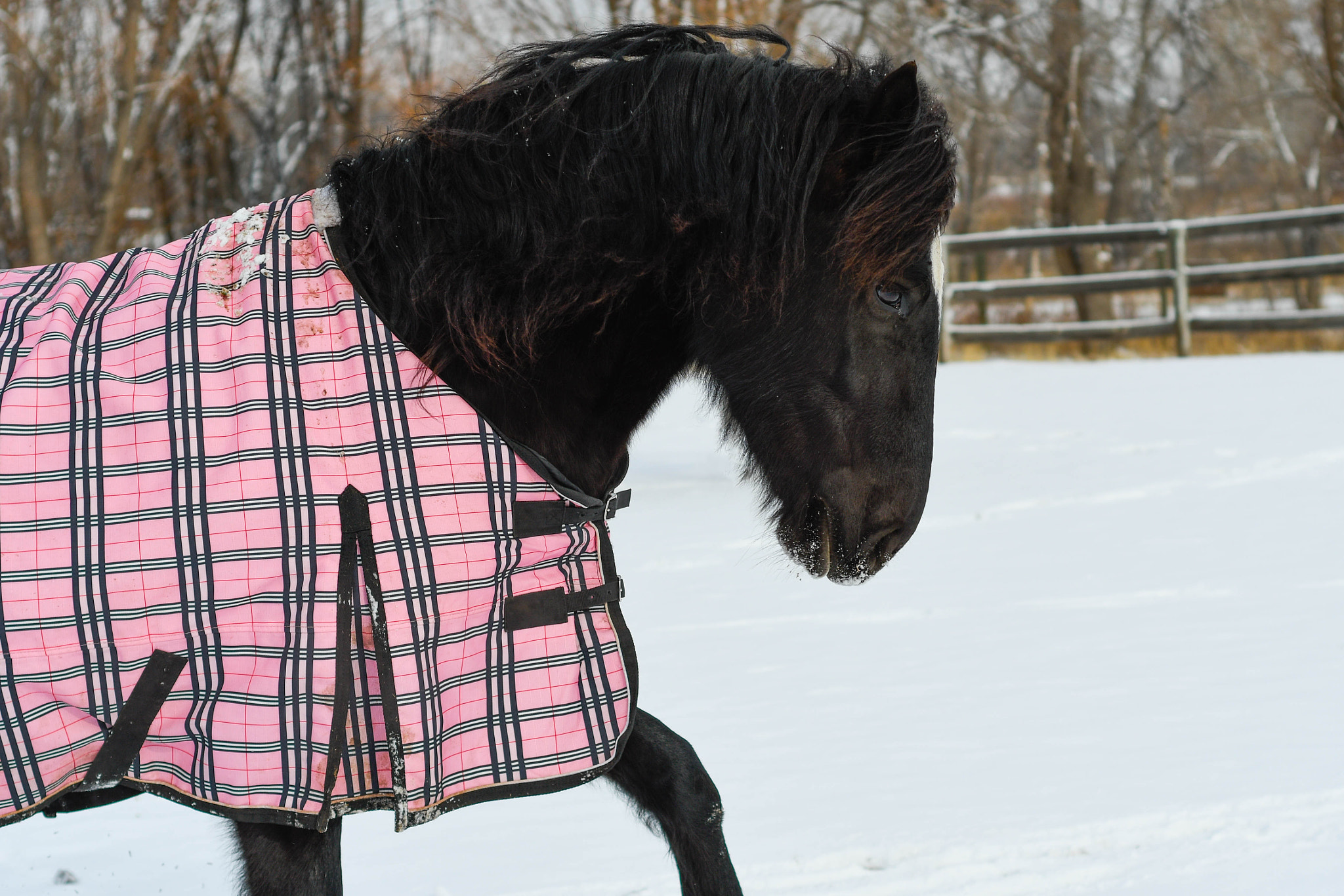 Nikon D500 + Nikon AF Nikkor 50mm F1.8D sample photo. Snow horses photography