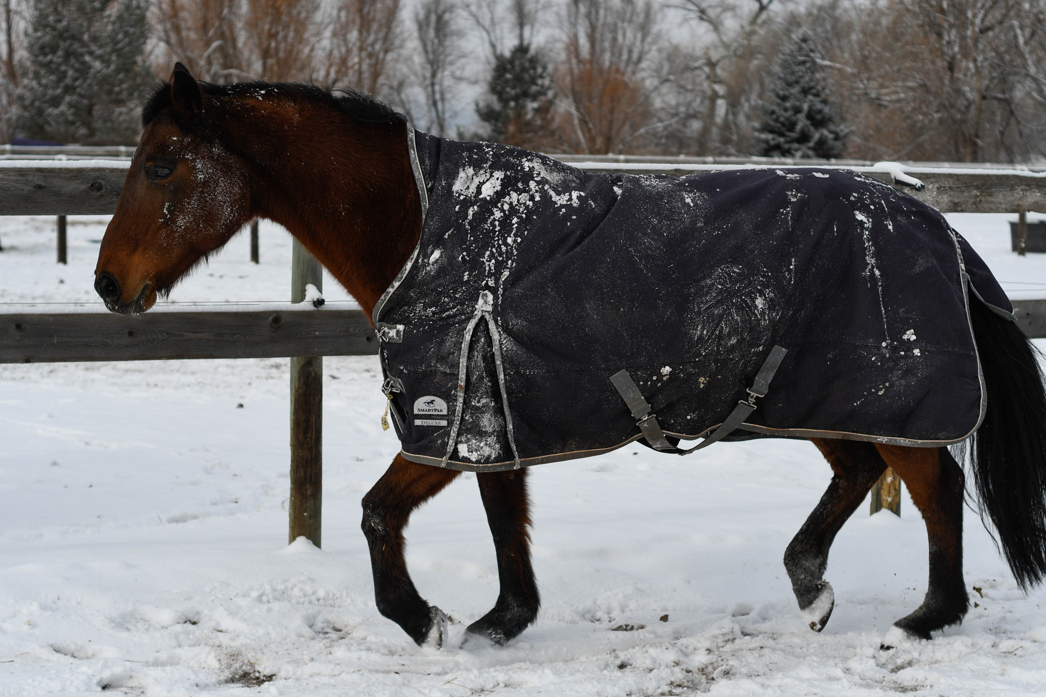 Nikon D500 + Nikon AF Nikkor 50mm F1.8D sample photo. Snow horses photography