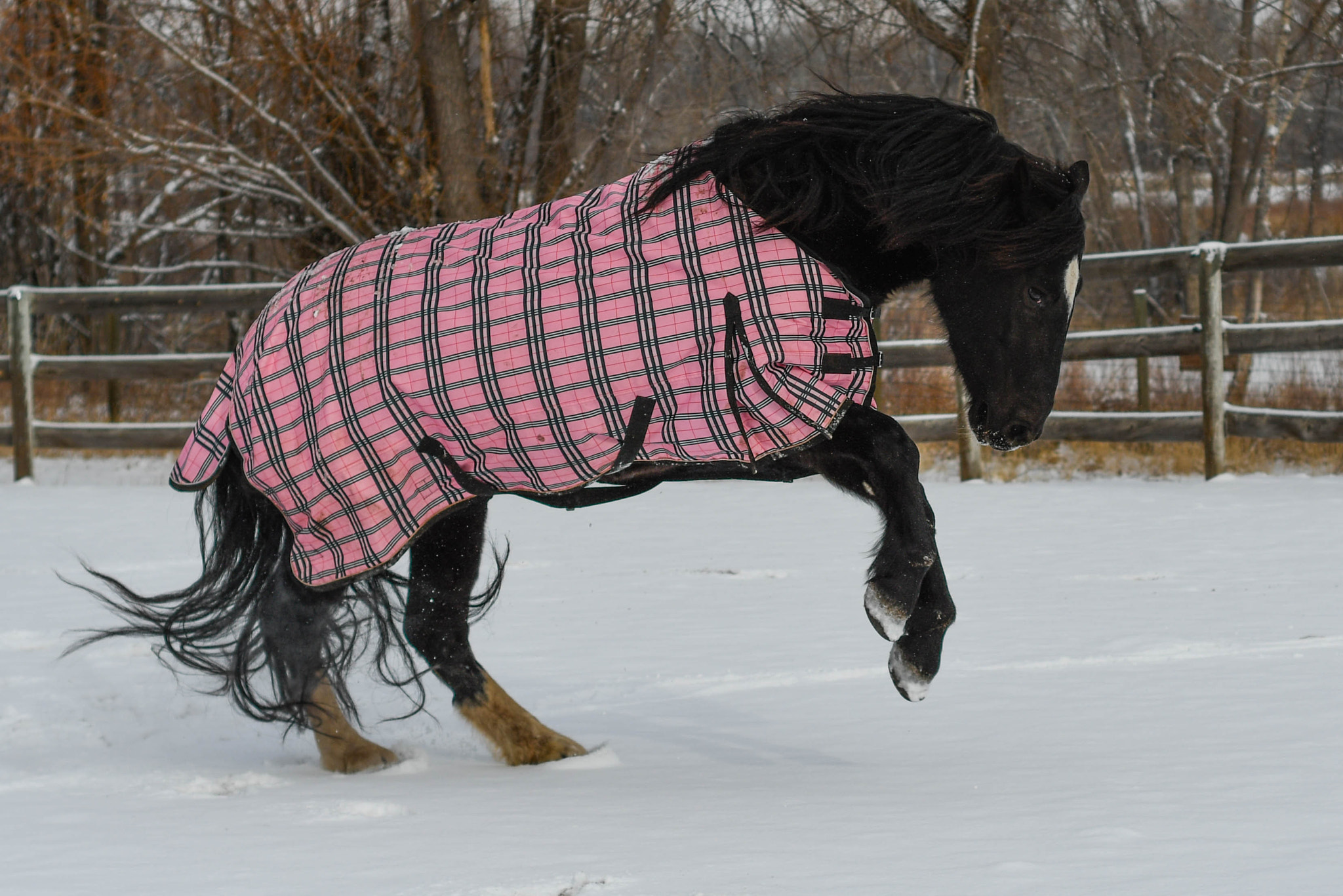 Nikon D500 + Nikon AF Nikkor 50mm F1.8D sample photo. Snow horses photography