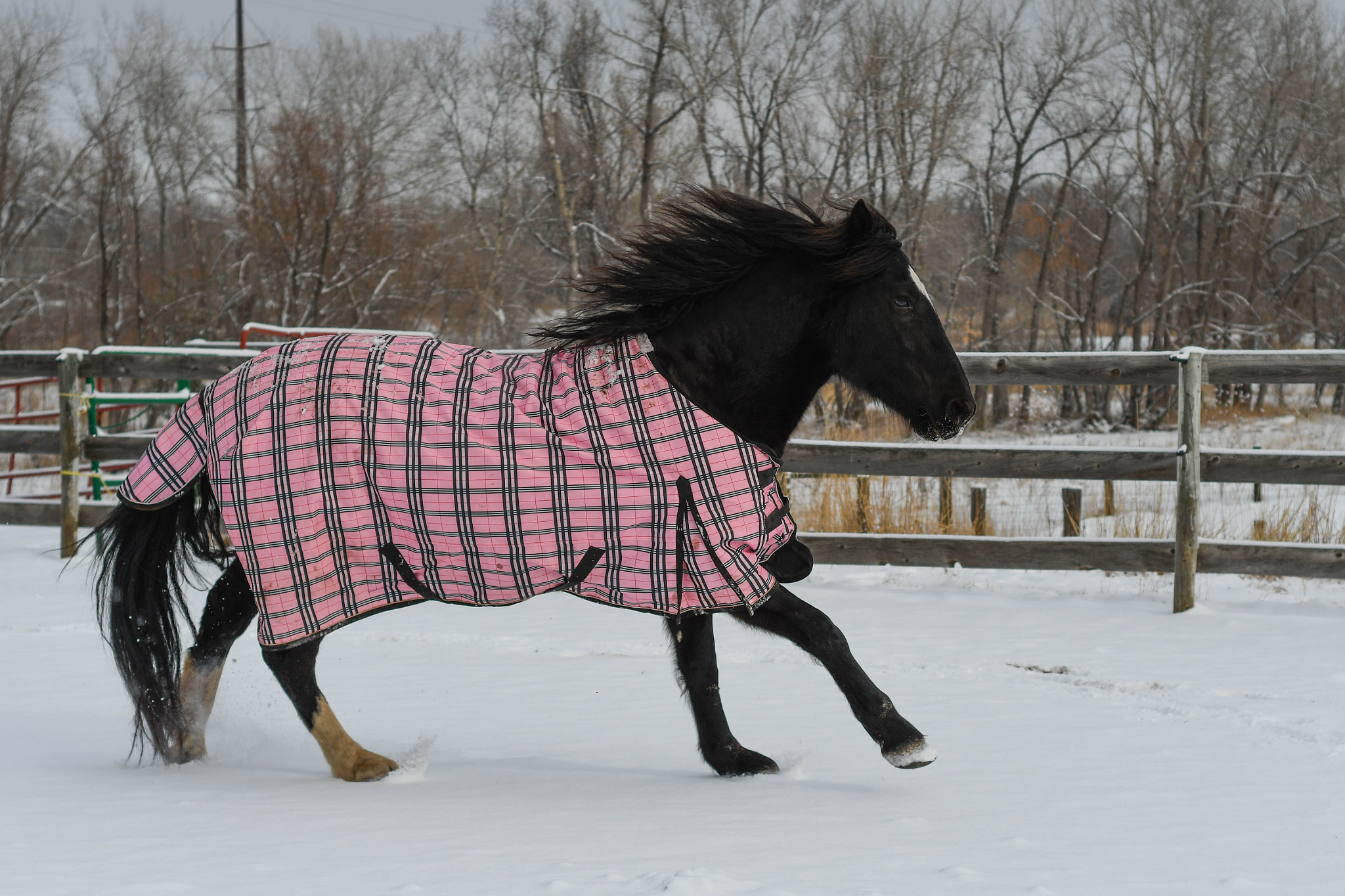 Nikon D500 + Nikon AF Nikkor 50mm F1.8D sample photo. Snow horses photography