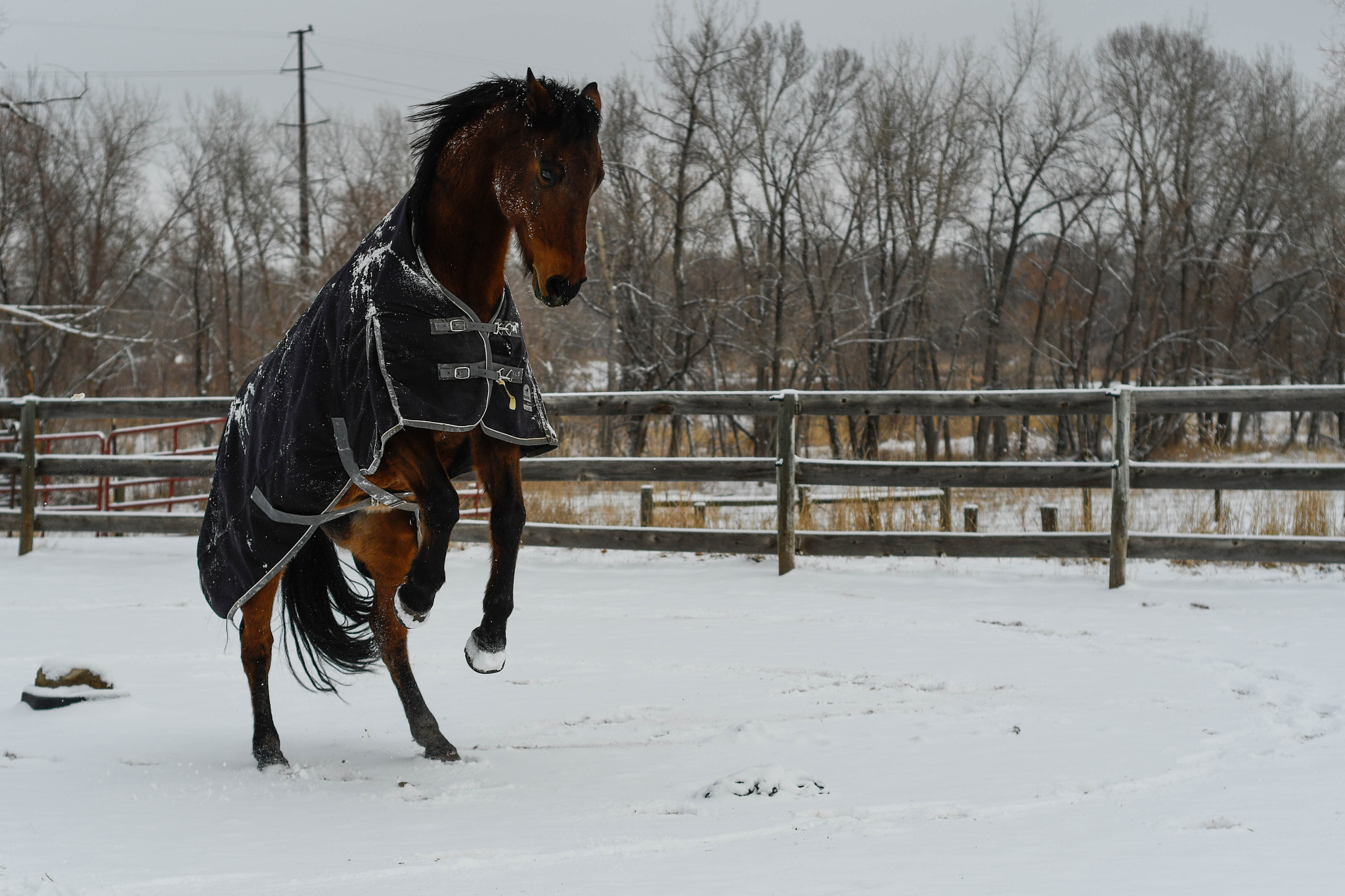 Nikon D500 + Nikon AF Nikkor 50mm F1.8D sample photo. Snow horses photography