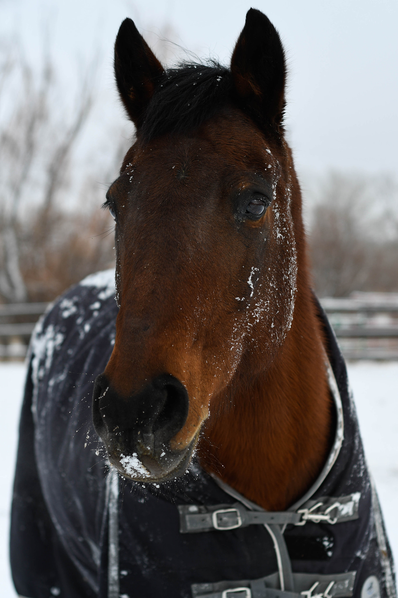 Nikon D500 + Nikon AF Nikkor 50mm F1.8D sample photo. Snow horses photography